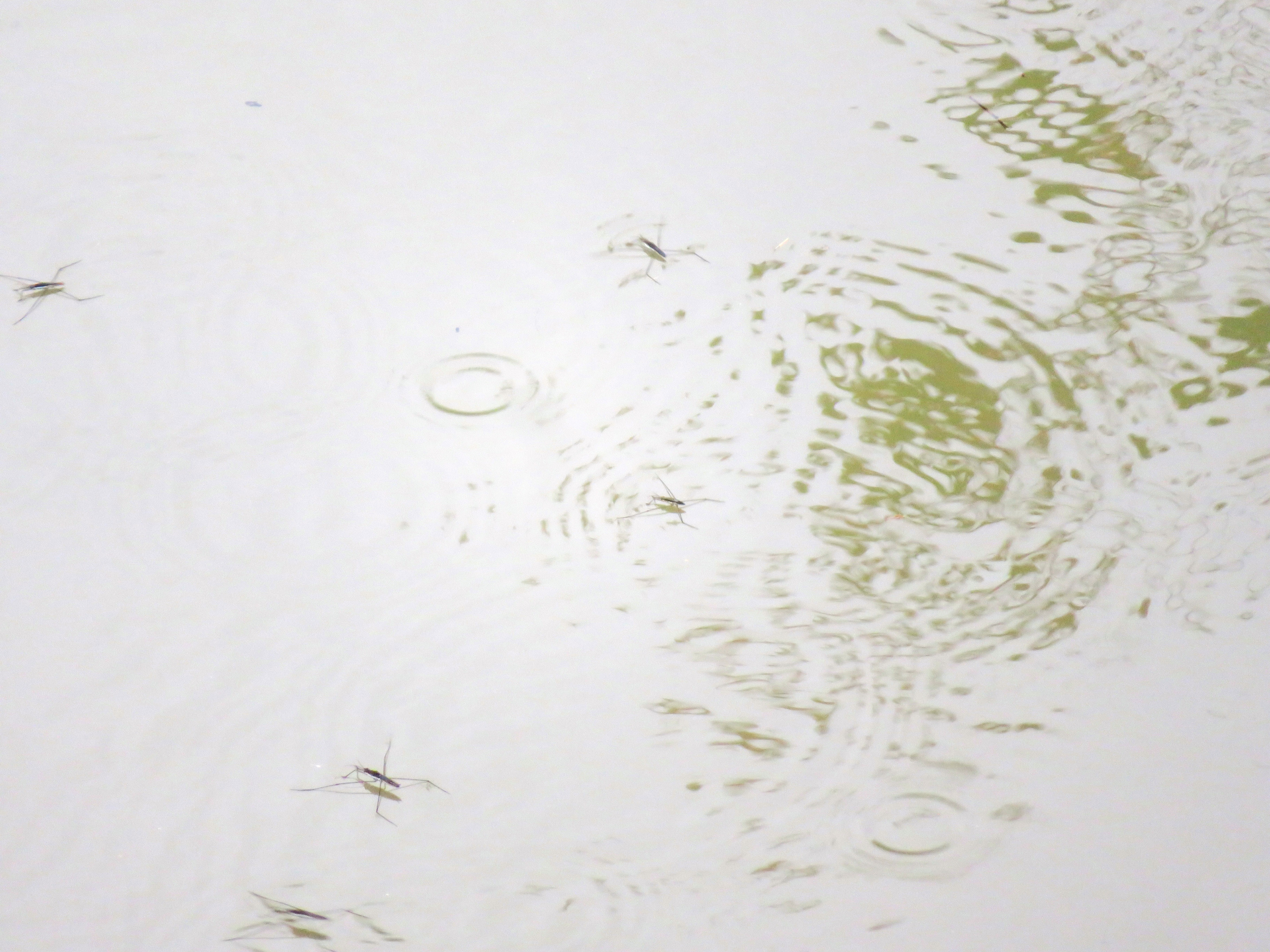 梅雨 雨上がりの川