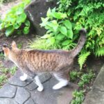 ねこ、風太　巡回