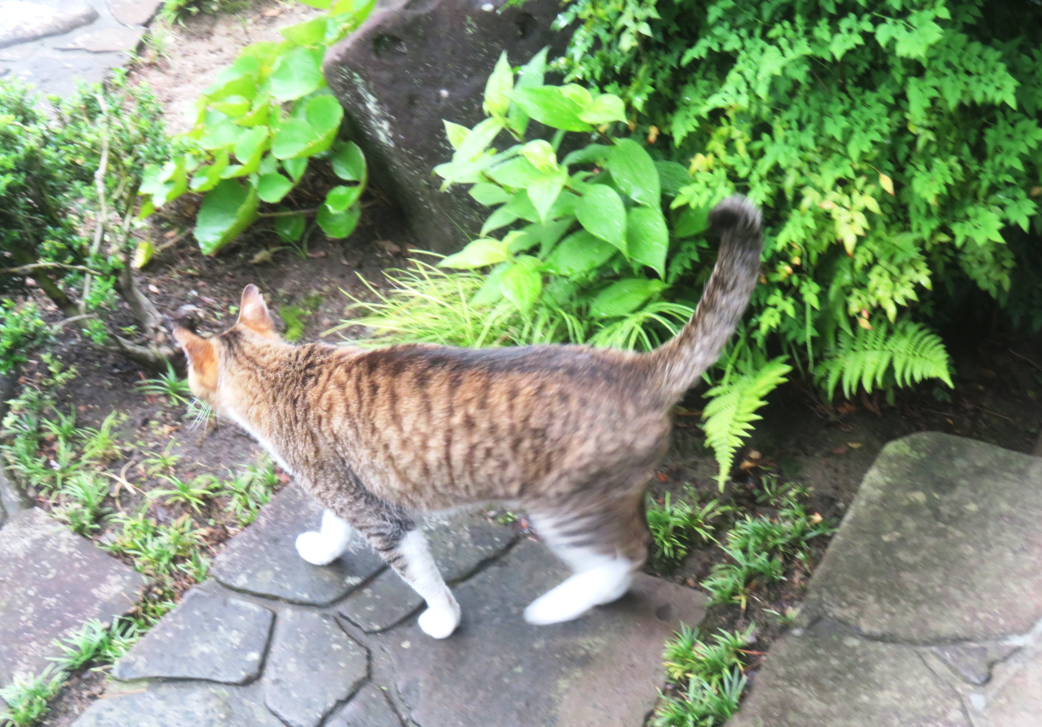 ねこ、風太 巡回