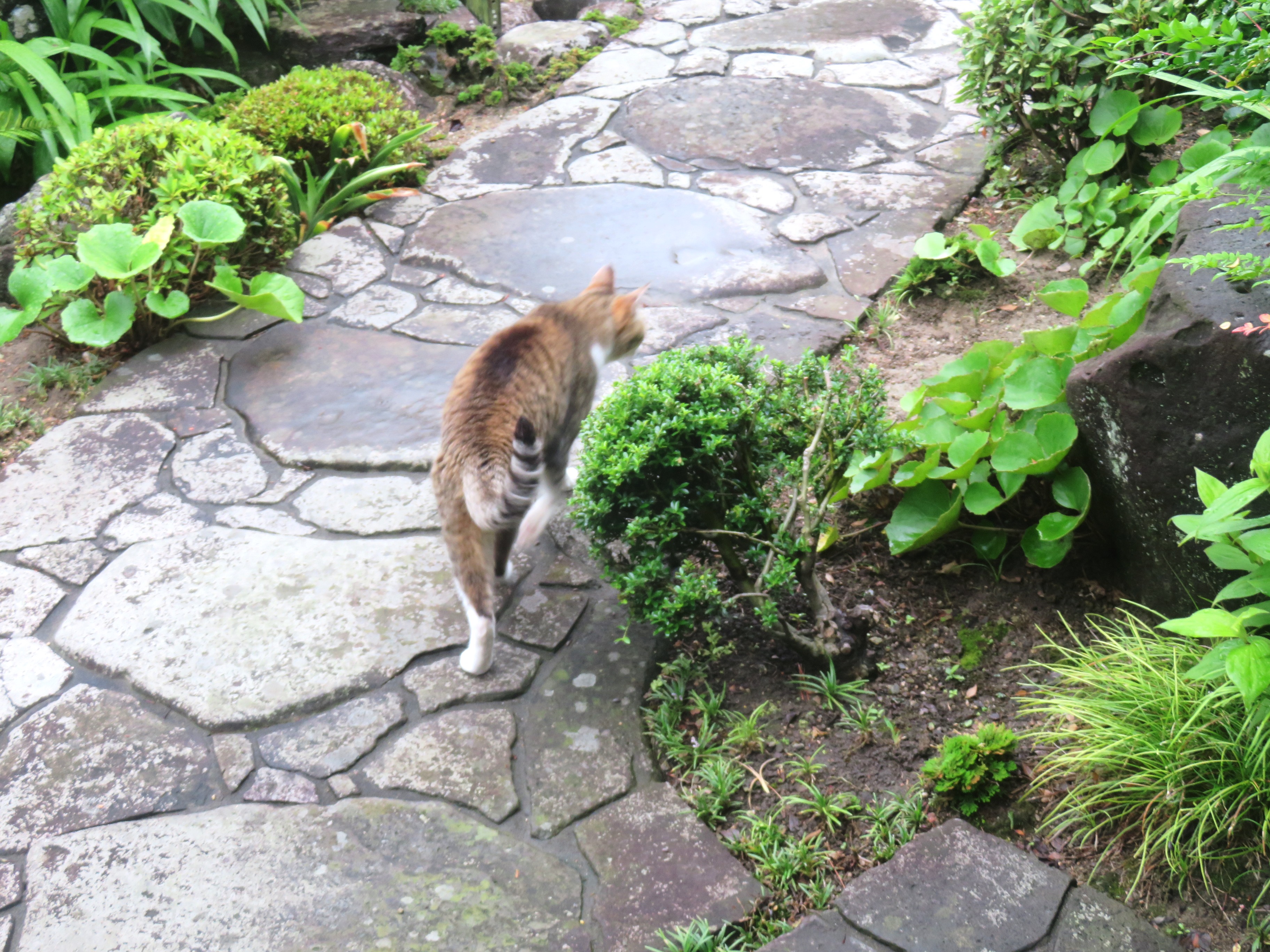 ねこ、風太 巡回