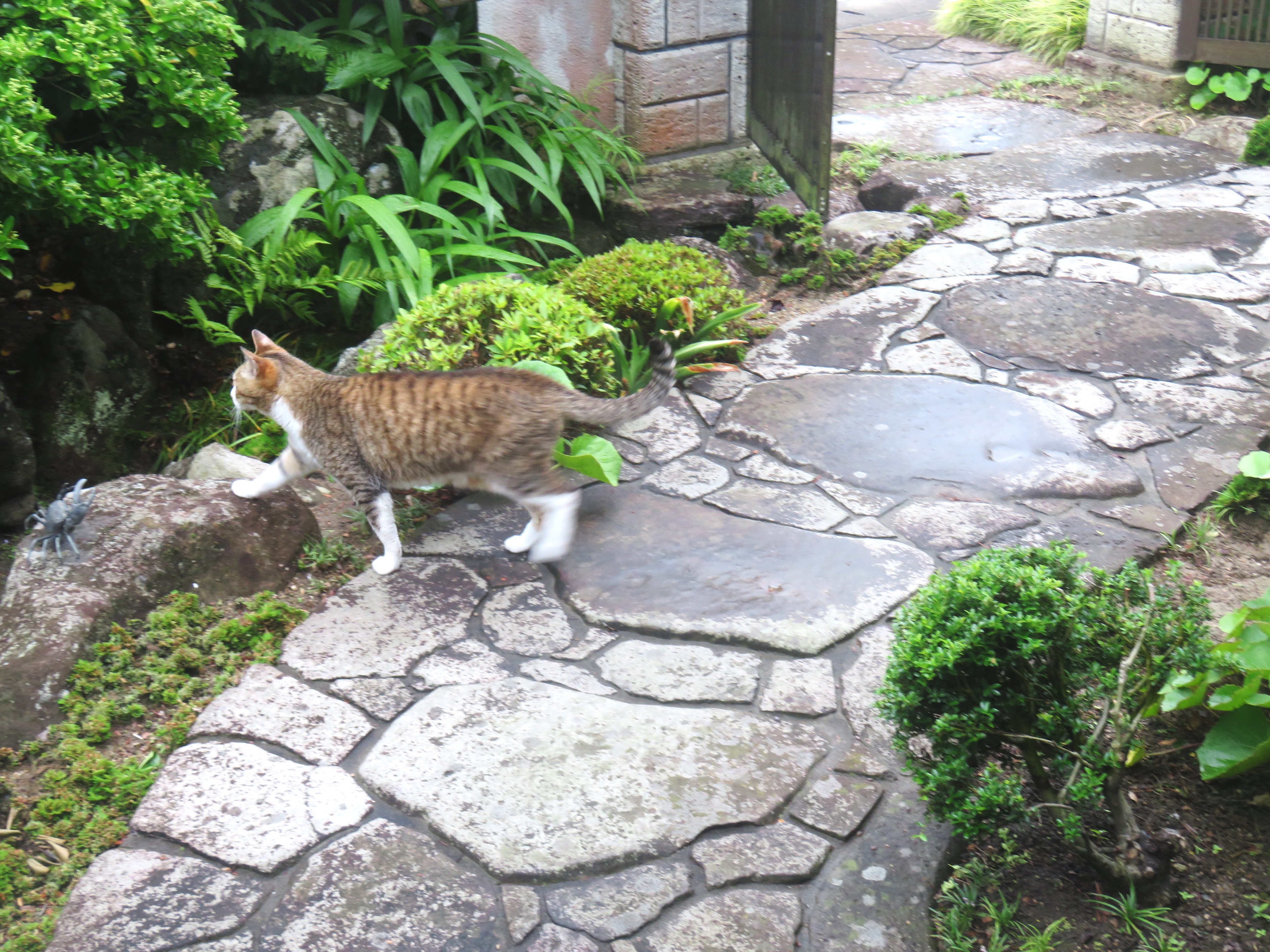 ねこ、風太 巡回