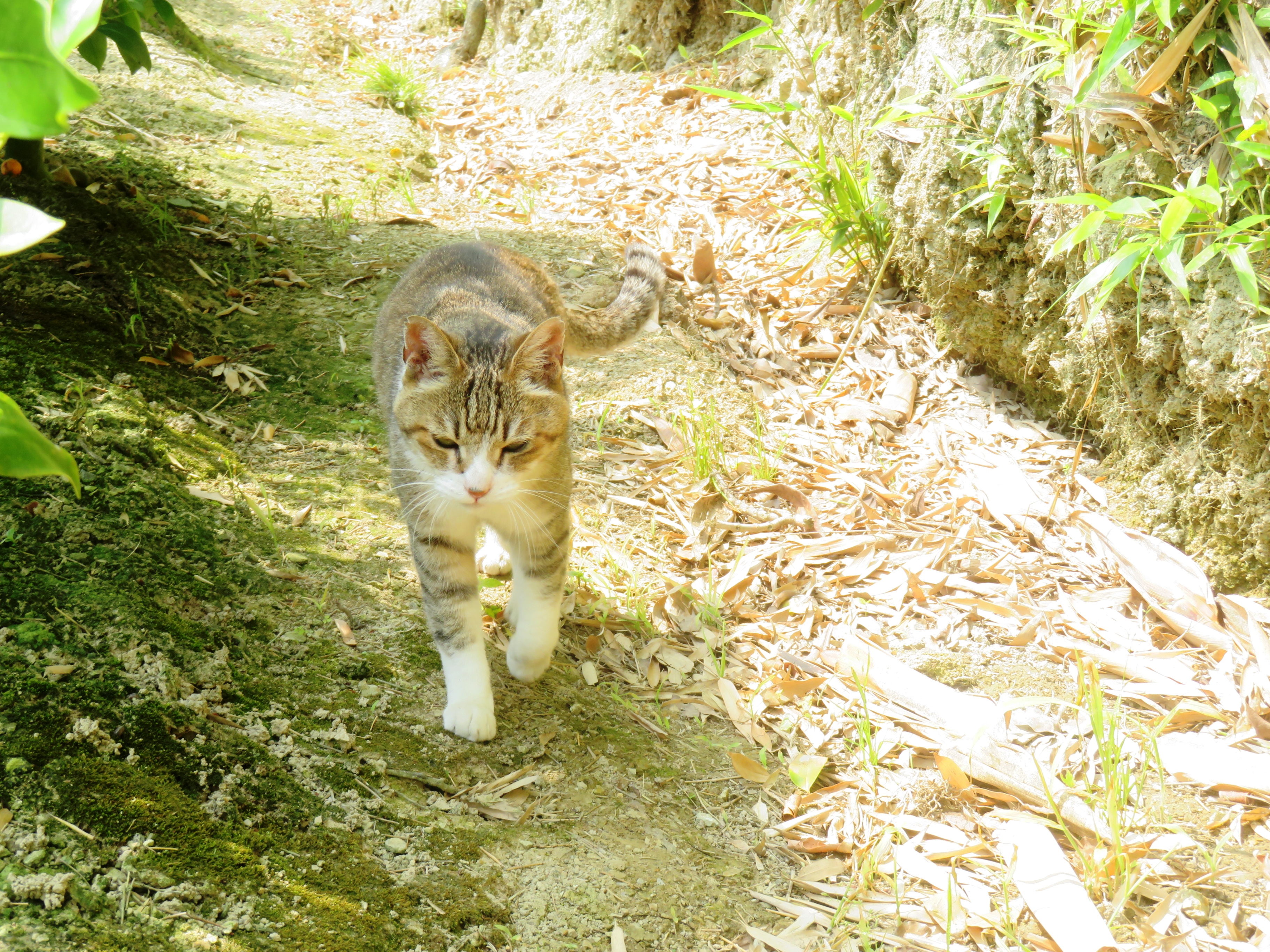 ねこ、風太　巡回