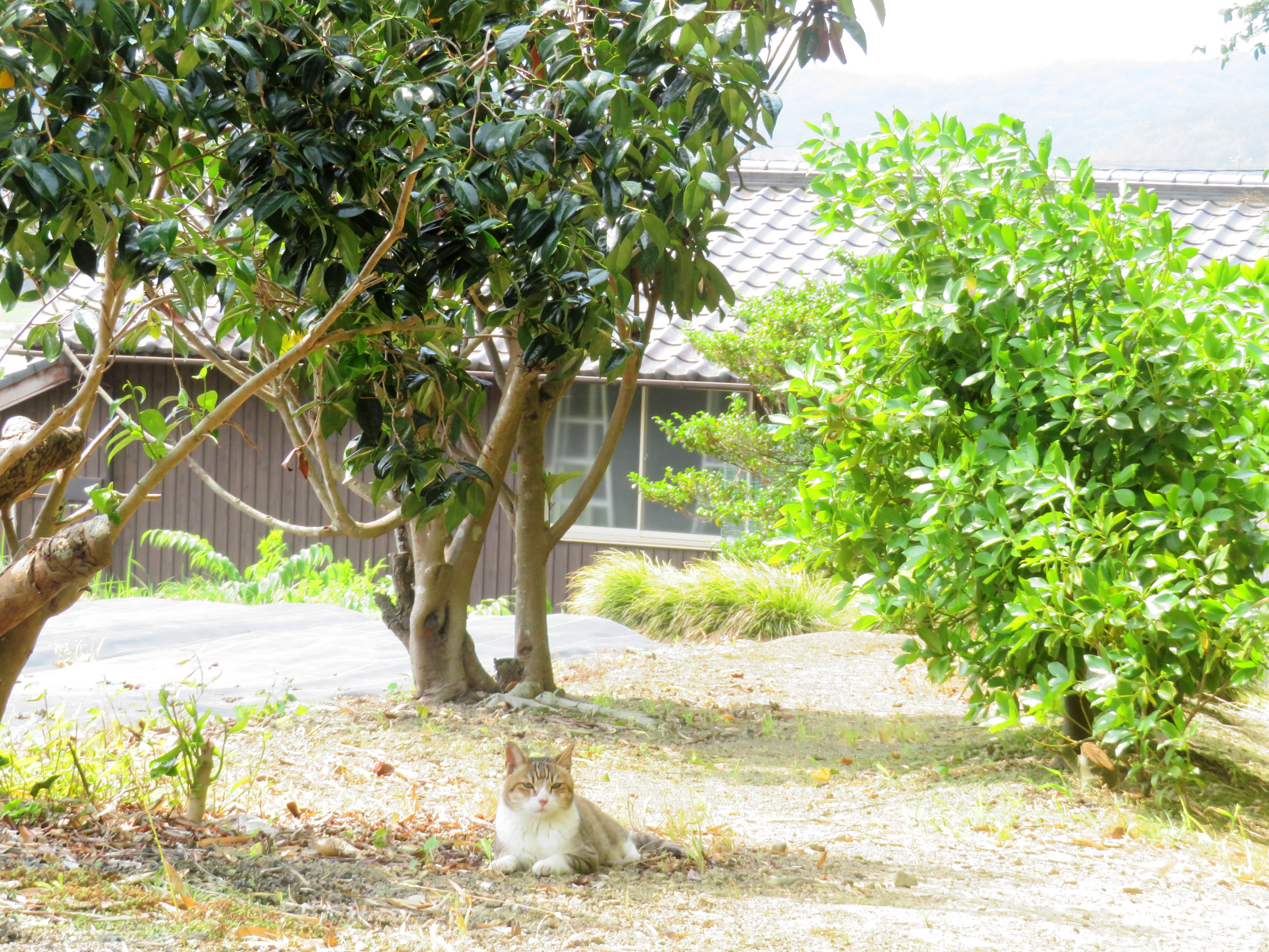 ねこ、風太　巡回