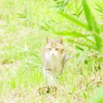 ねこ、風太　巡回