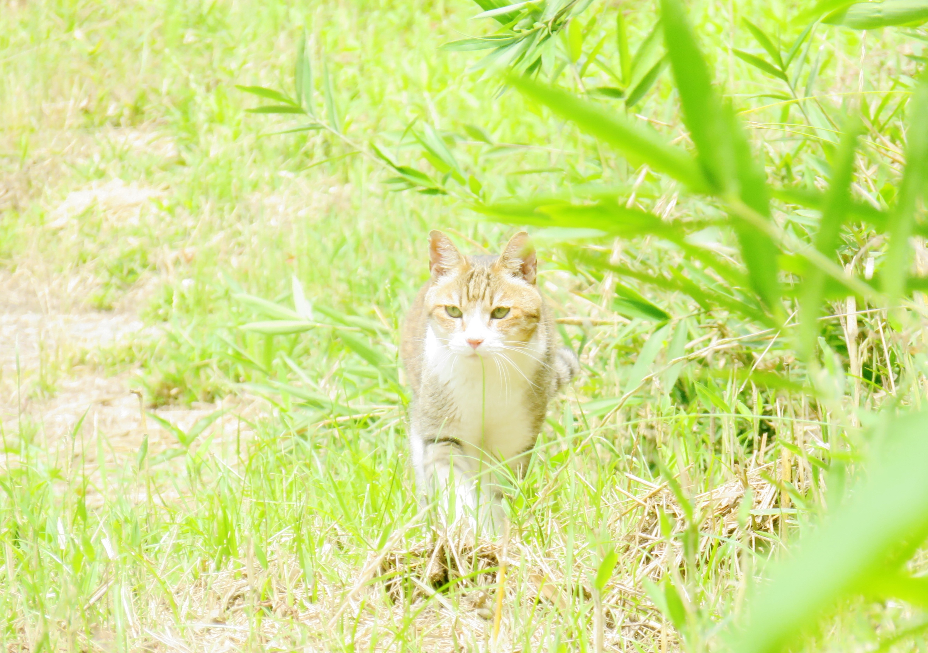 ねこ、風太 巡回