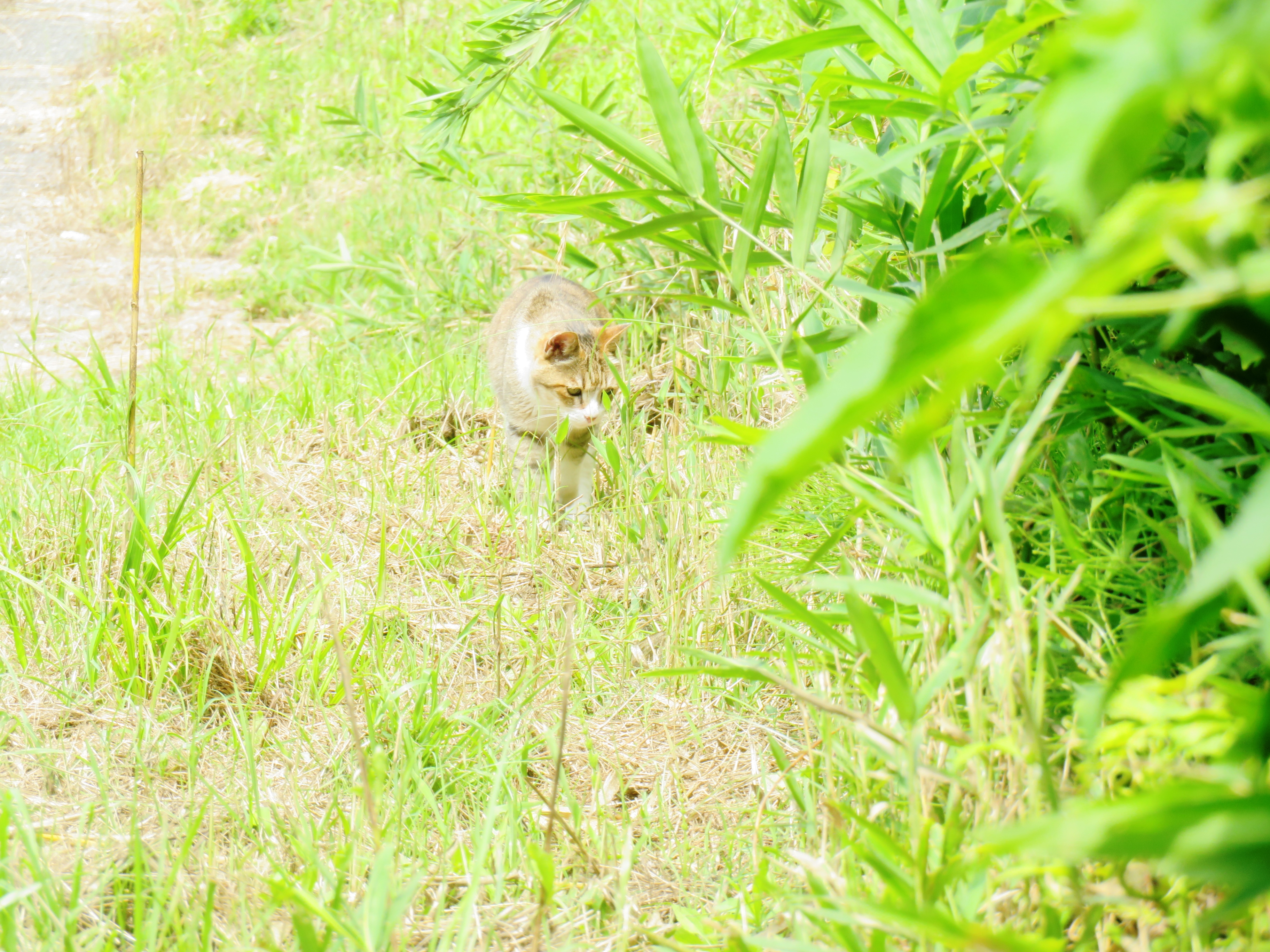 ねこ、風太 巡回