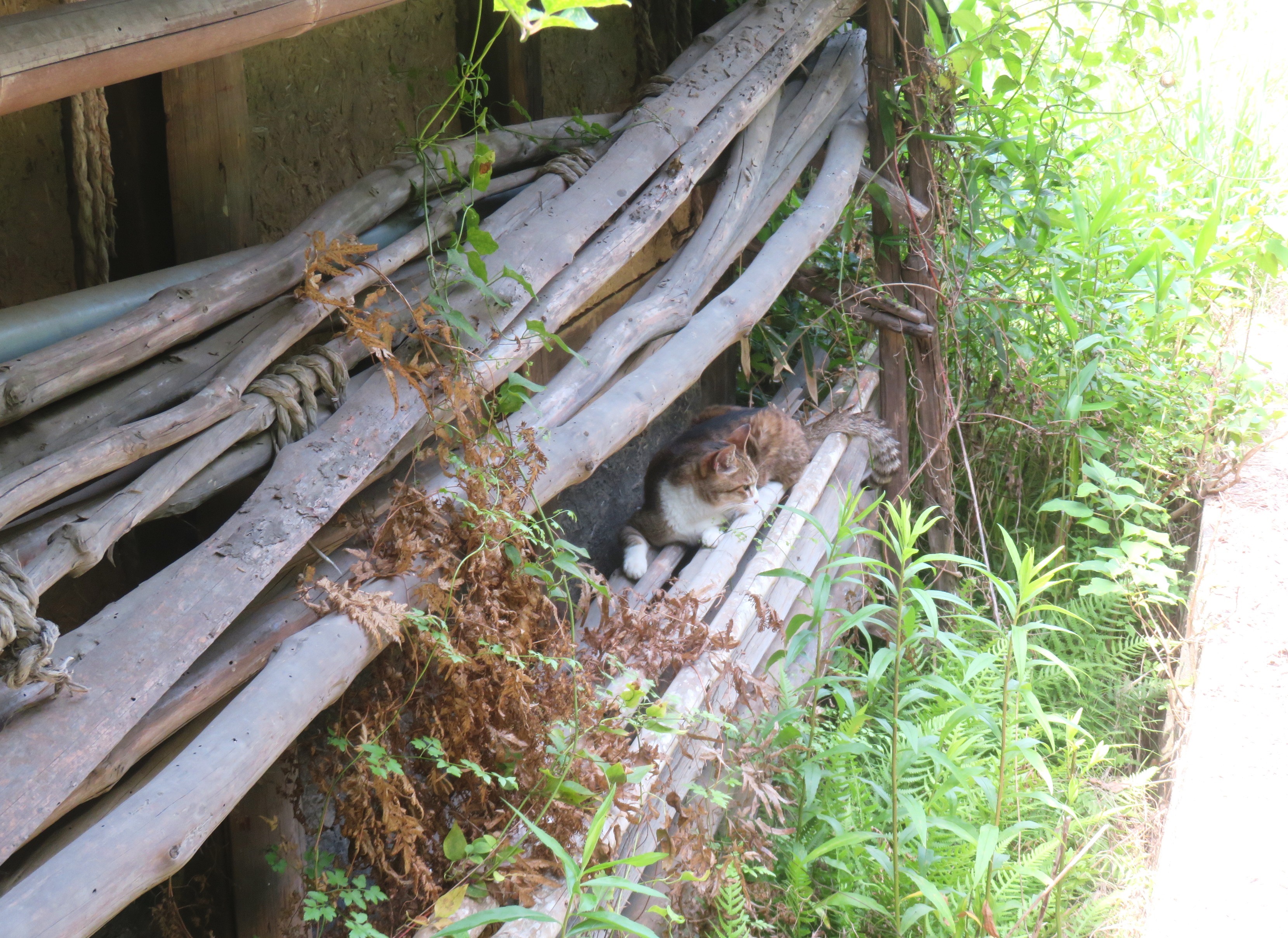 ねこ、風太 巡回