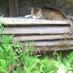 ねこ、風太　巡回