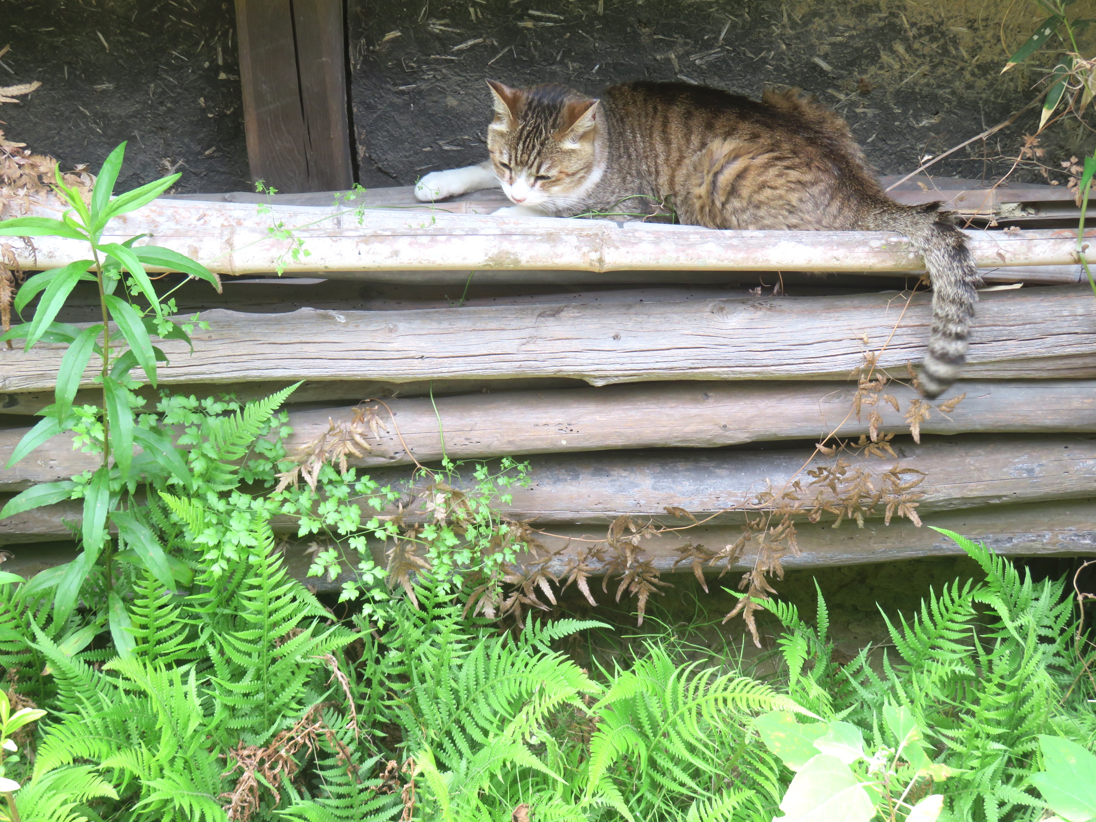 ねこ、風太 巡回