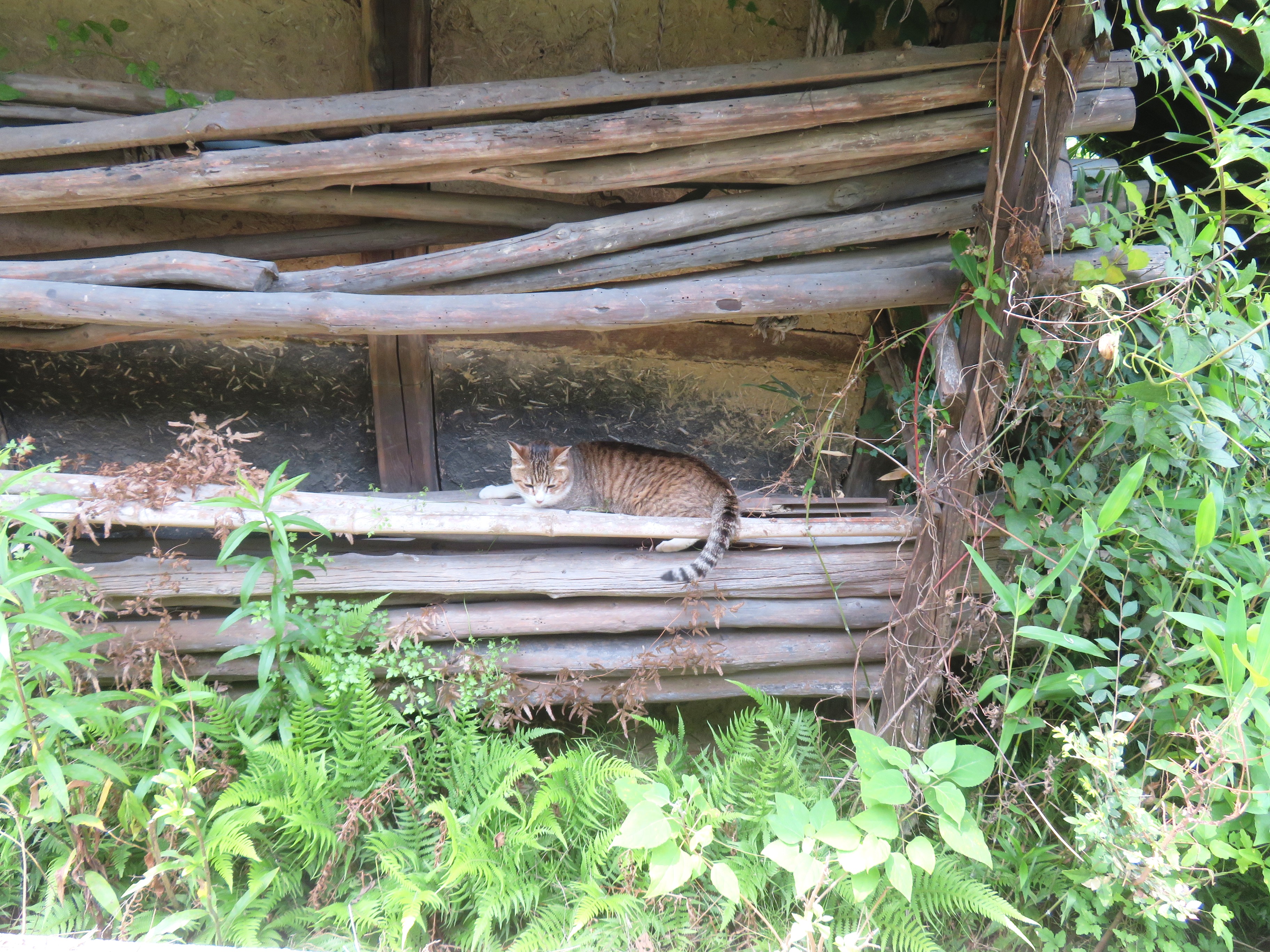 ねこ、風太 巡回