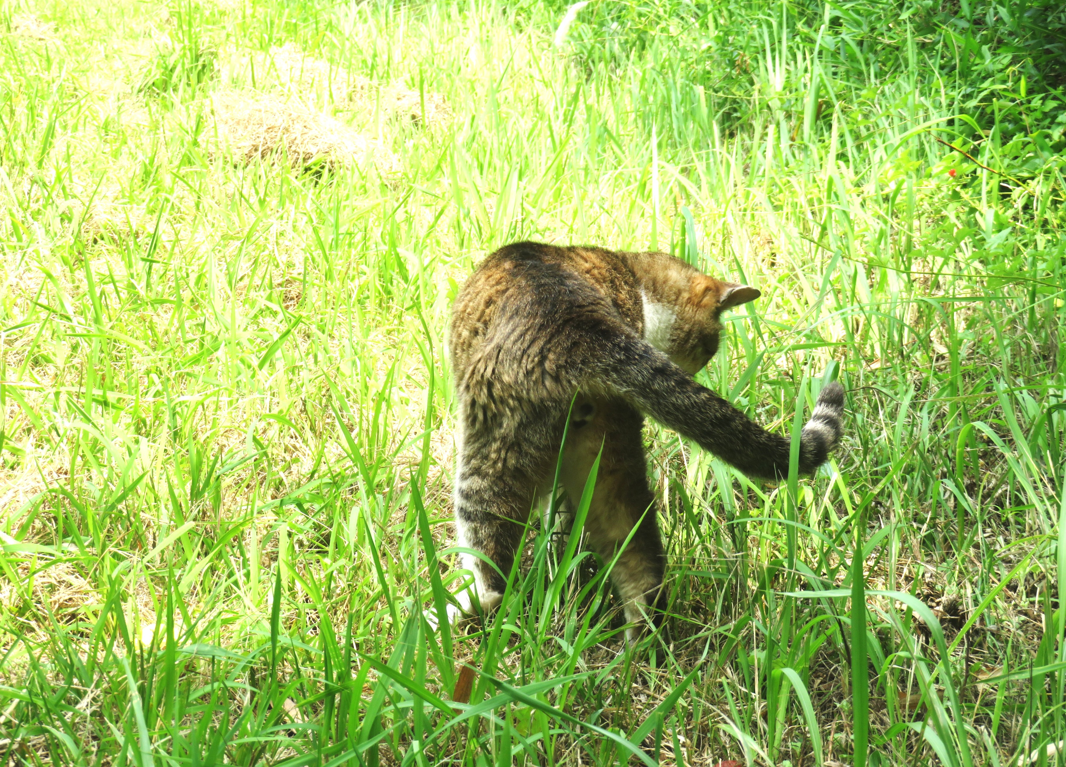 ねこ、風太 巡回