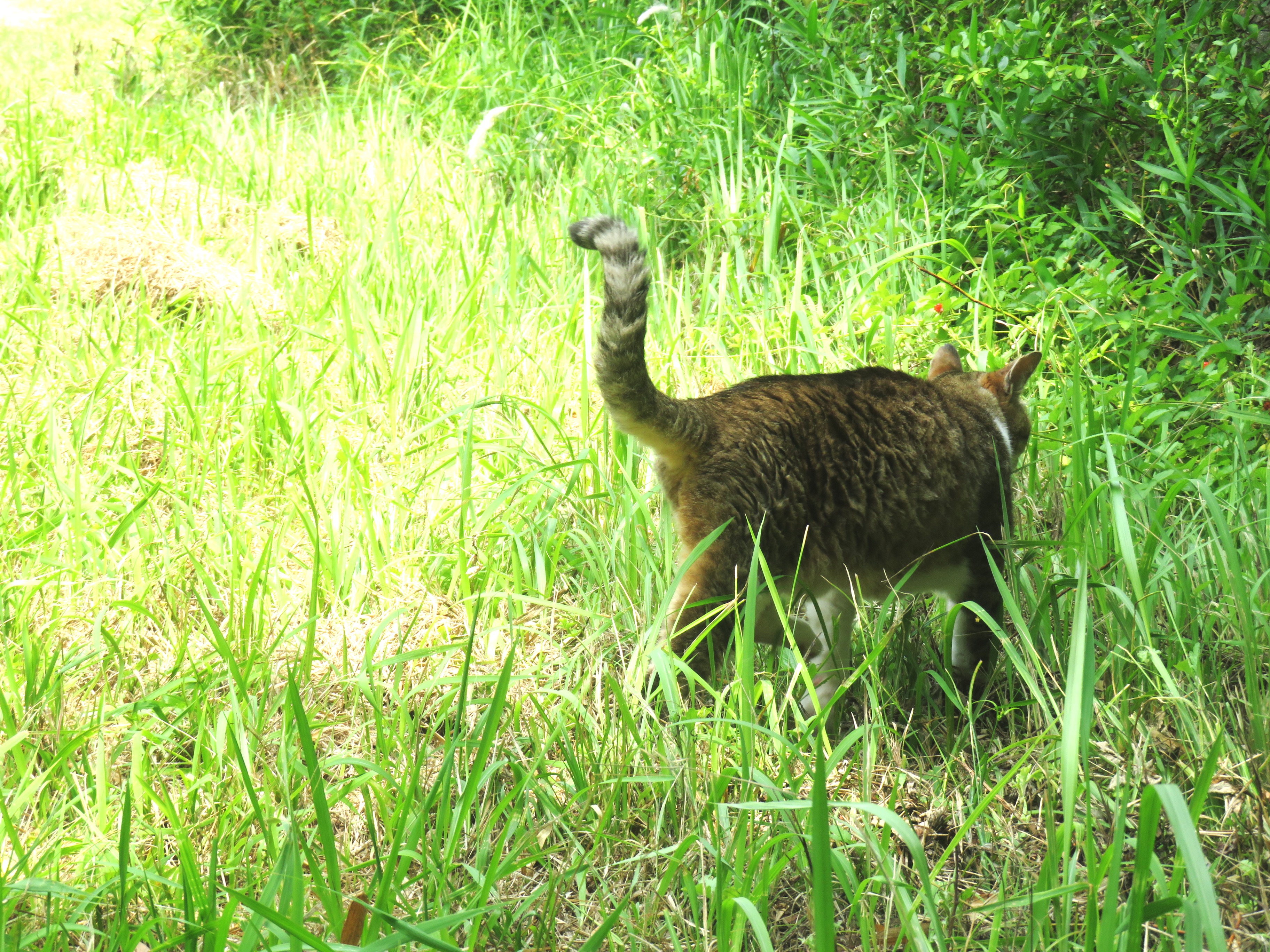 ねこ、風太 巡回