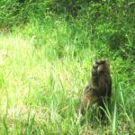 ねこ、風太　巡回