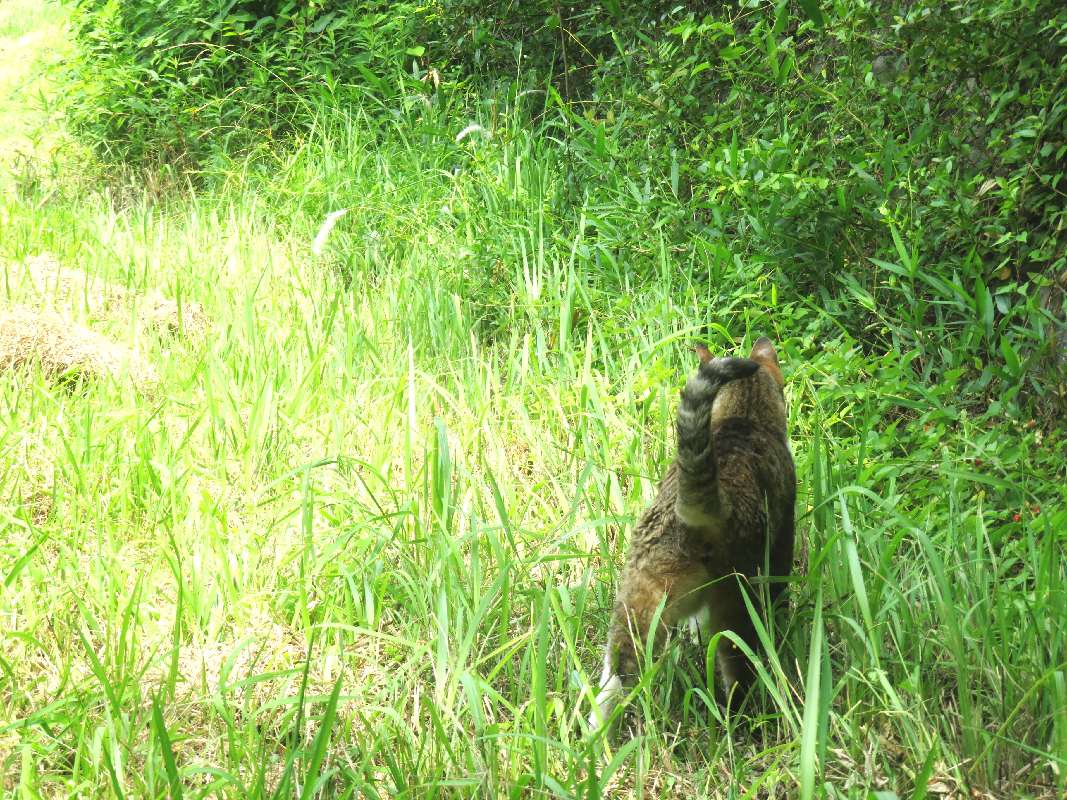 ねこ、風太 巡回