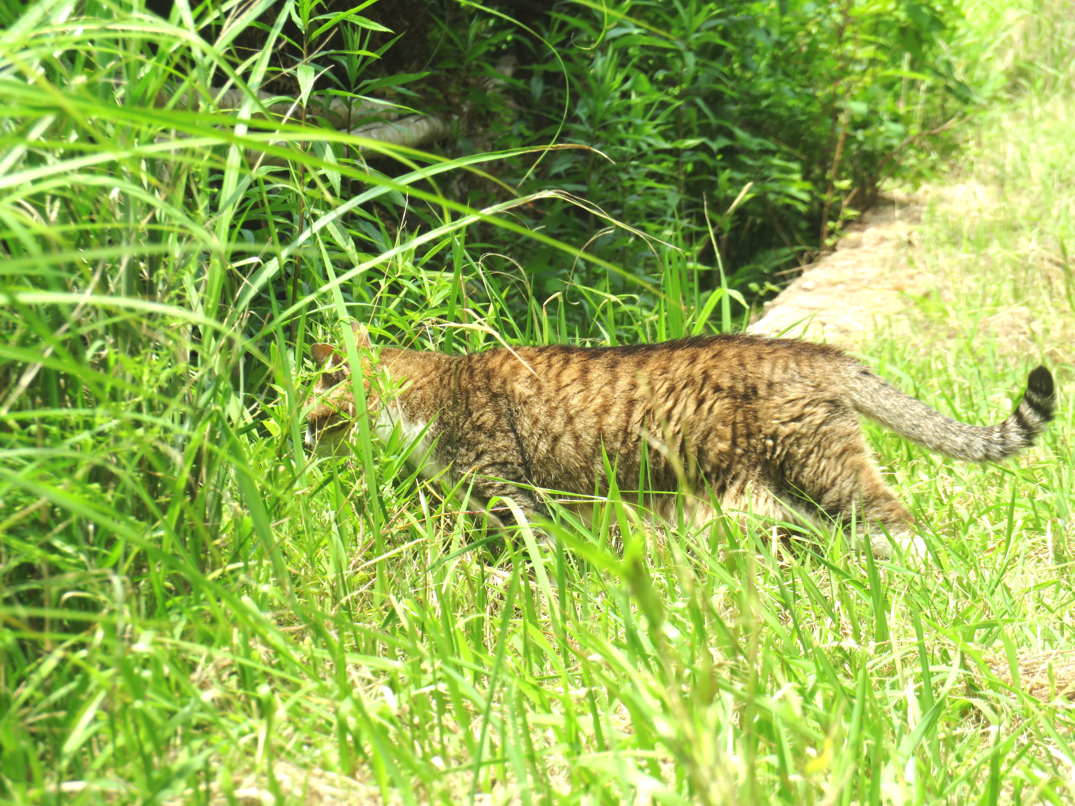 ねこ、風太　巡回