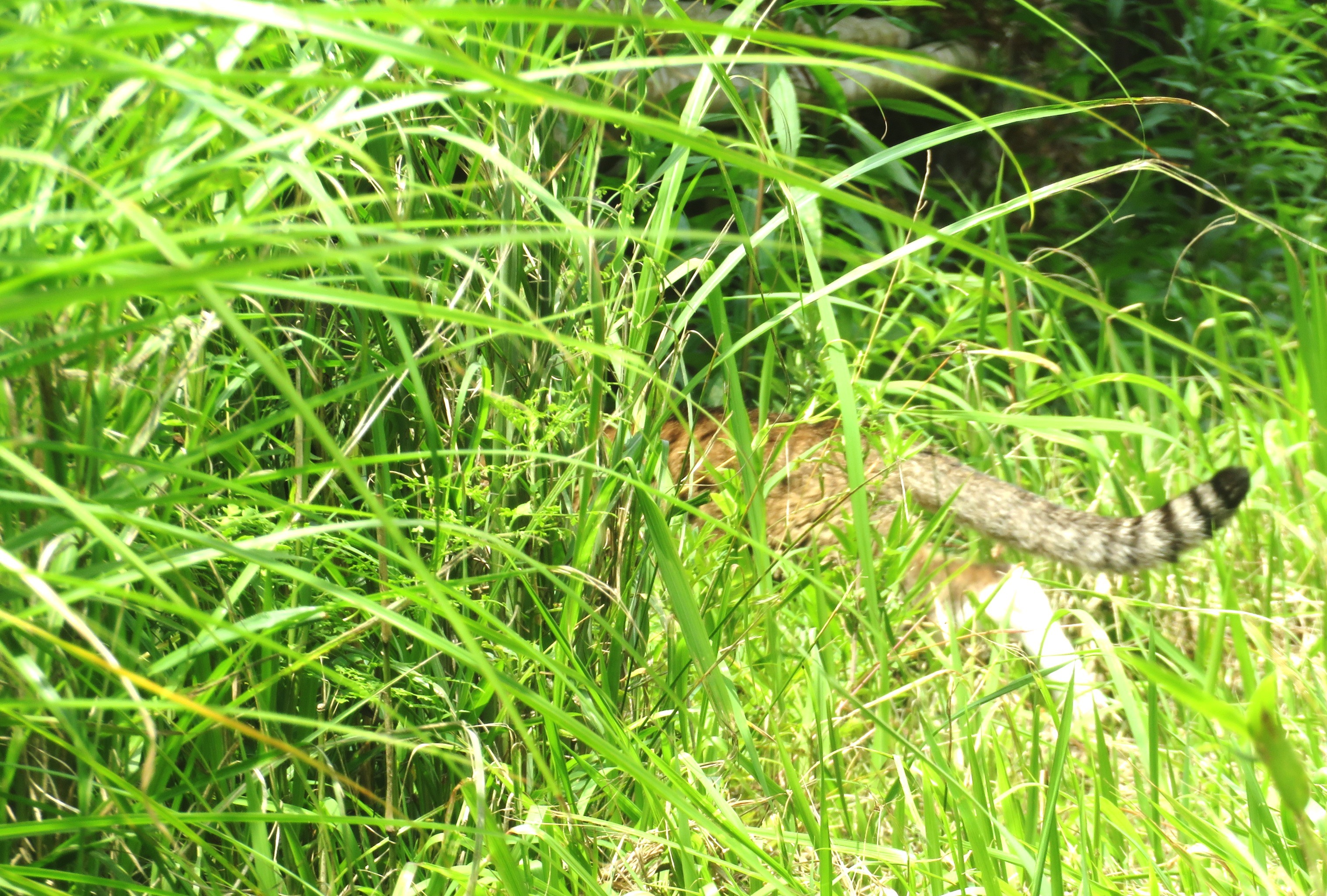 ねこ、風太　巡回