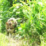 ねこ、風太　巡回