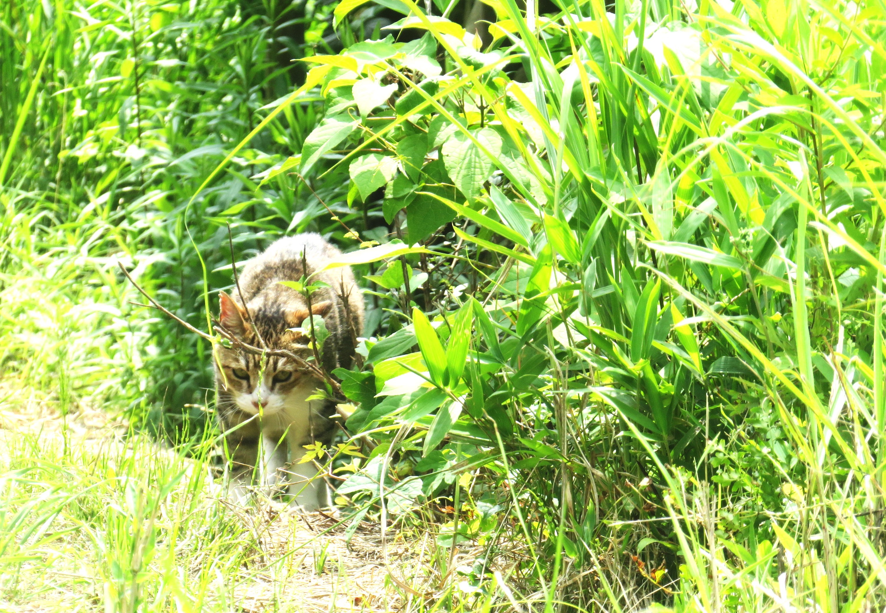 ねこ、風太　巡回