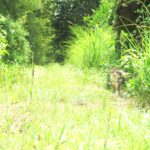 ねこ、風太　巡回