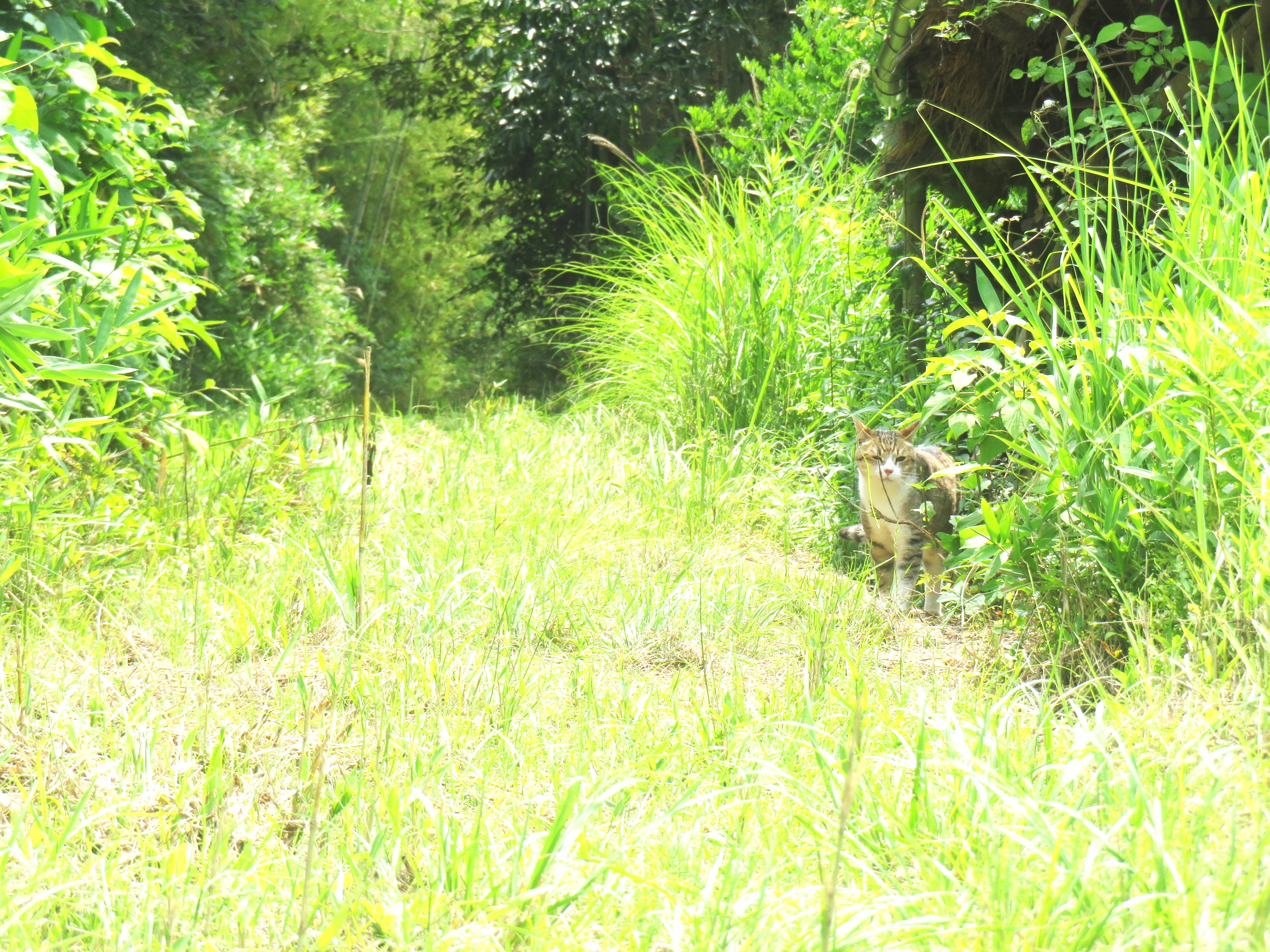 ねこ、風太 巡回