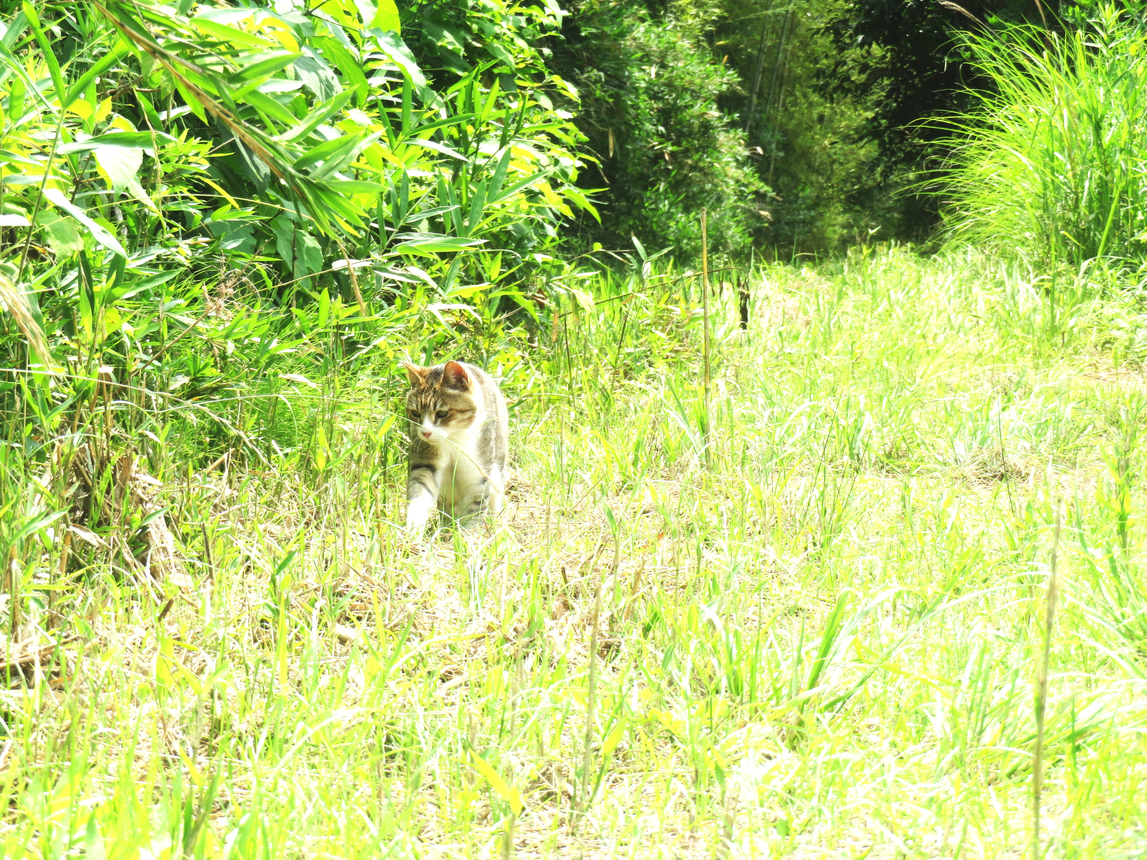 ねこ、風太 巡回