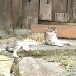 ねこ、風太　ゴロゴロ