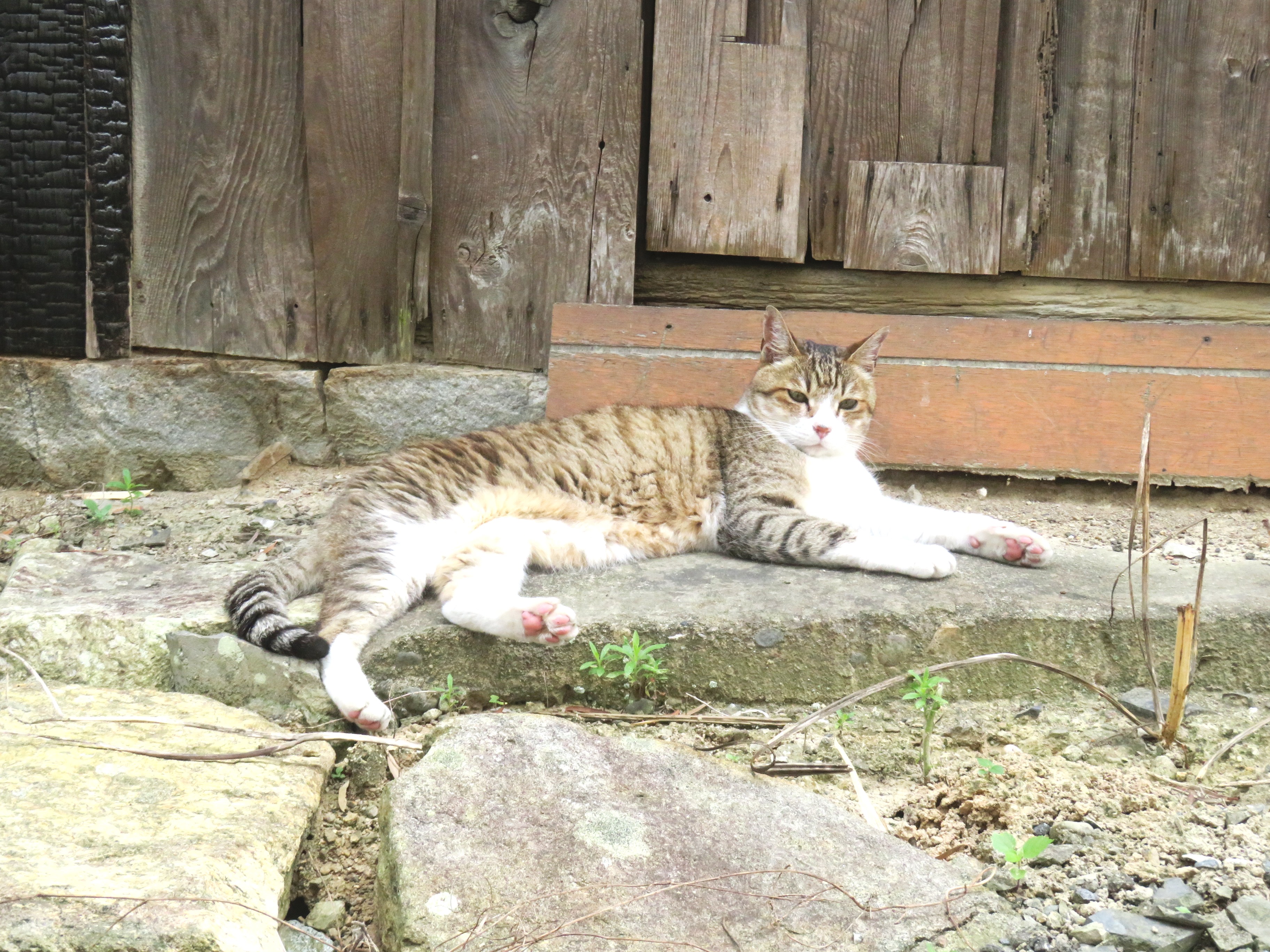 ねこ、風太 ゴロゴロ