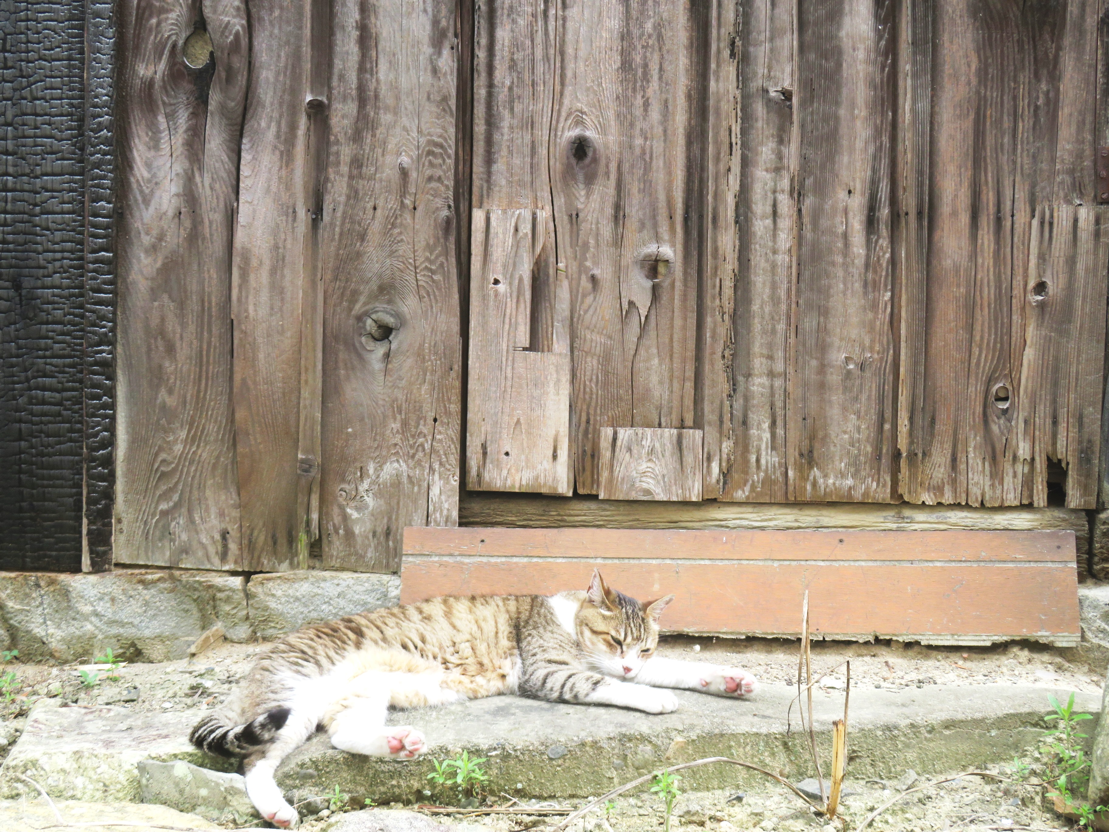 ねこ、風太 ゴロゴロ