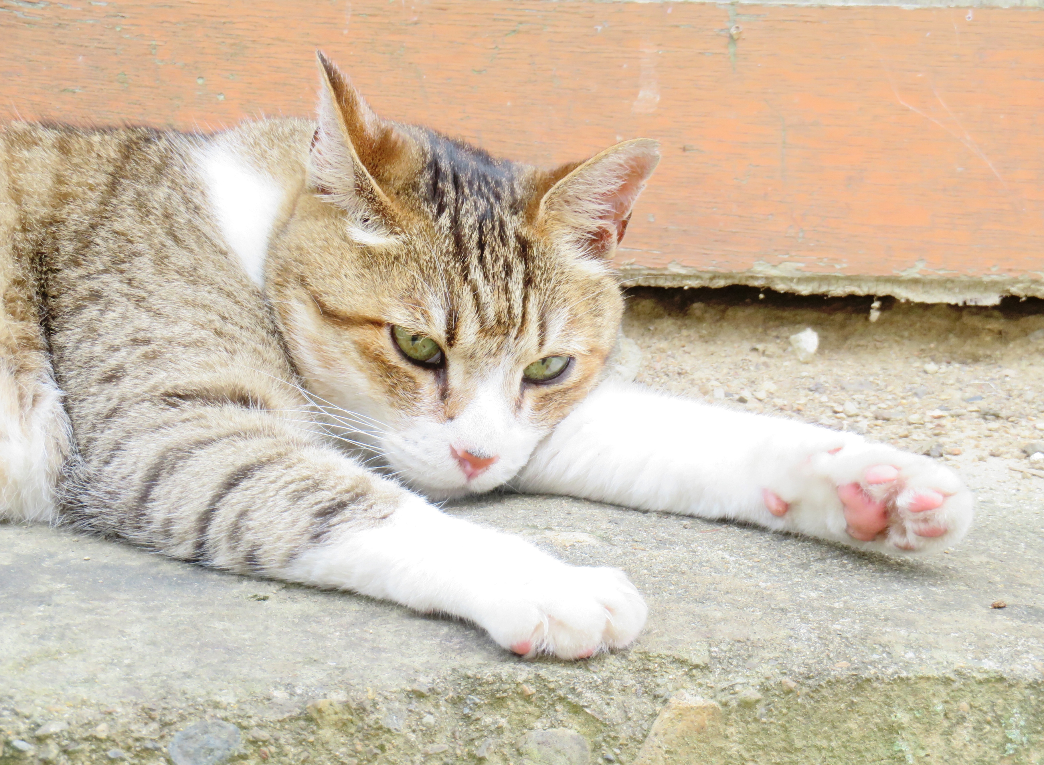 ねこ、風太 ゴロゴロ