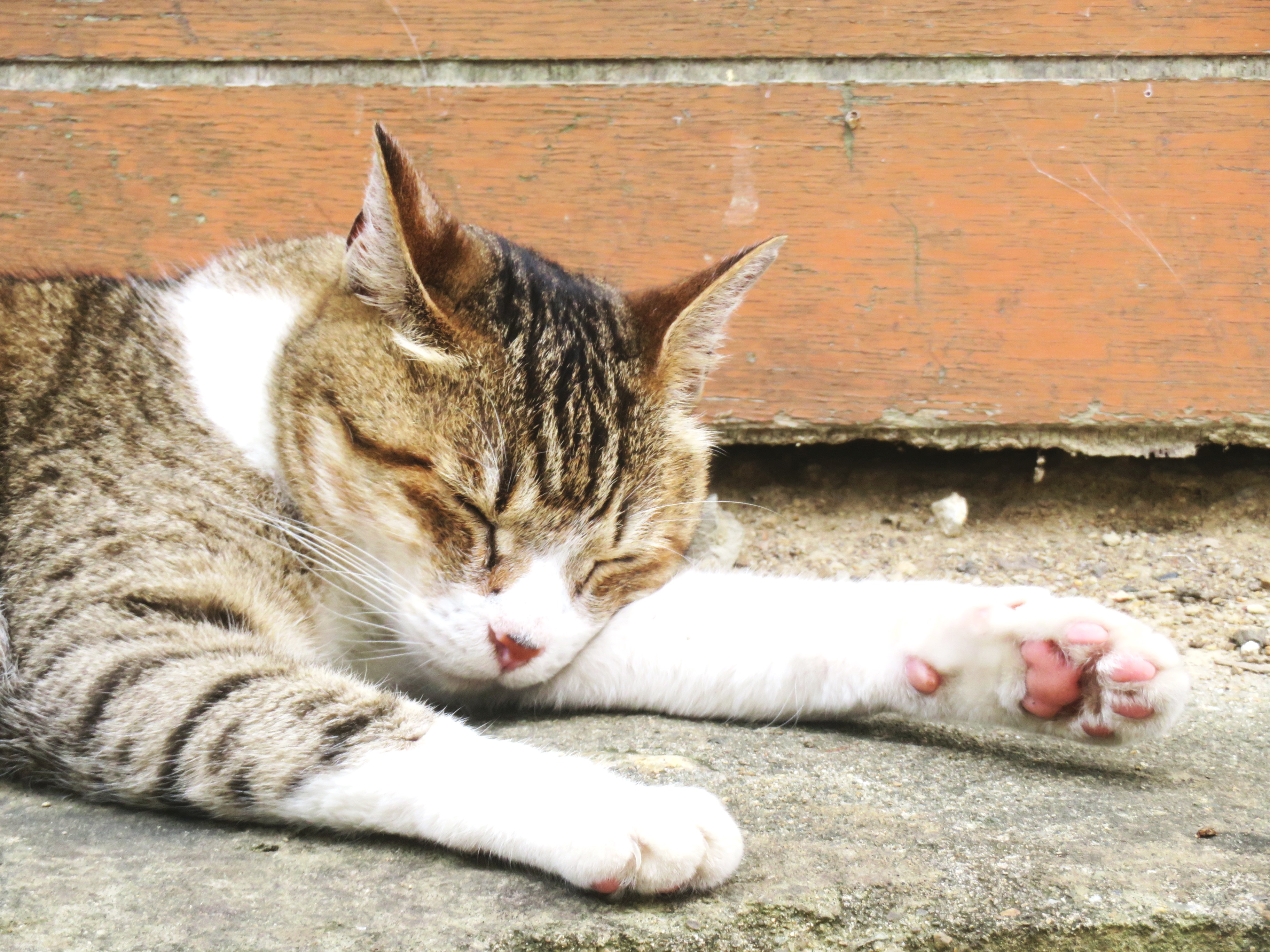 ねこ、風太 巡回