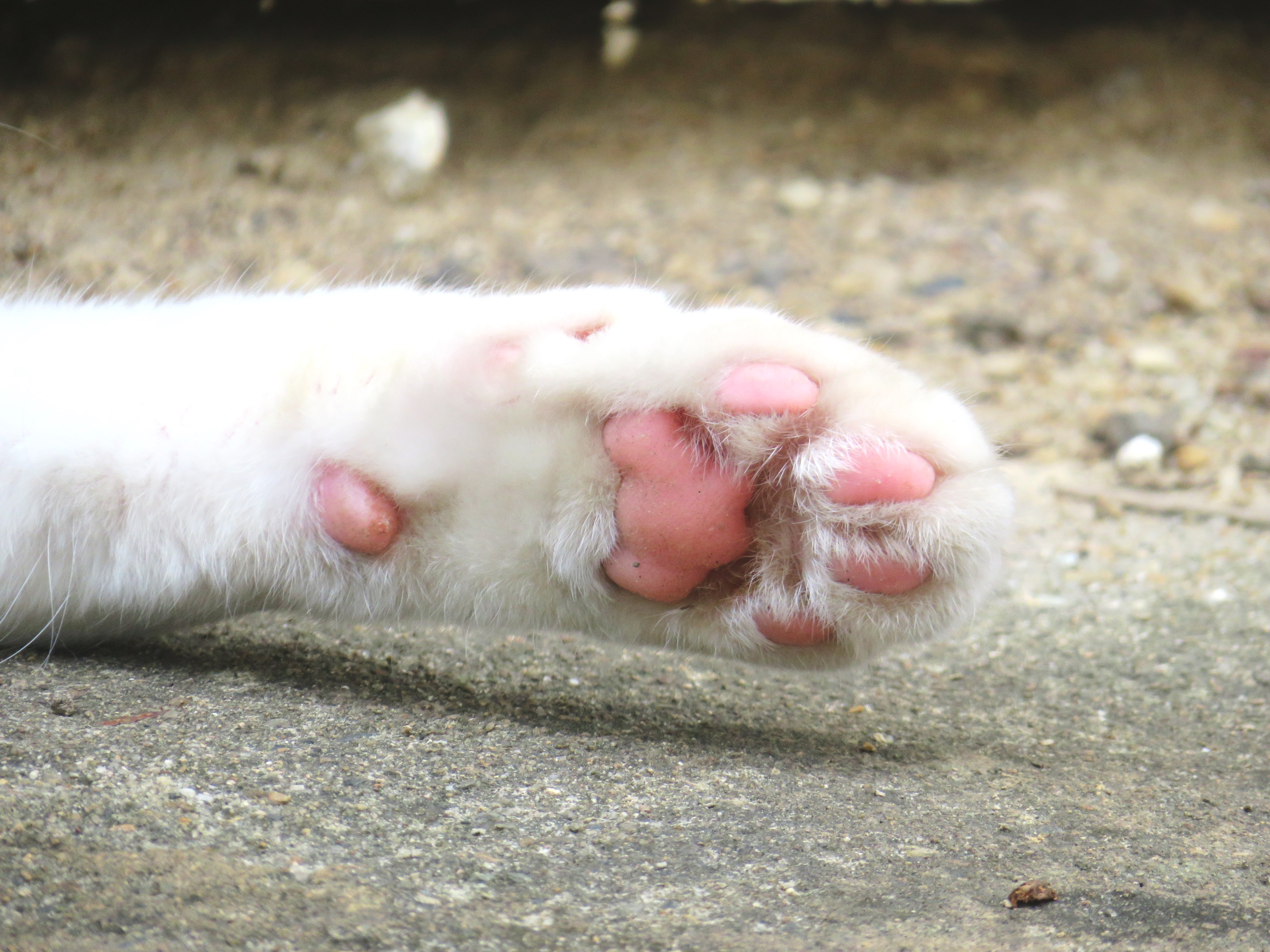 ねこ、風太 巡回