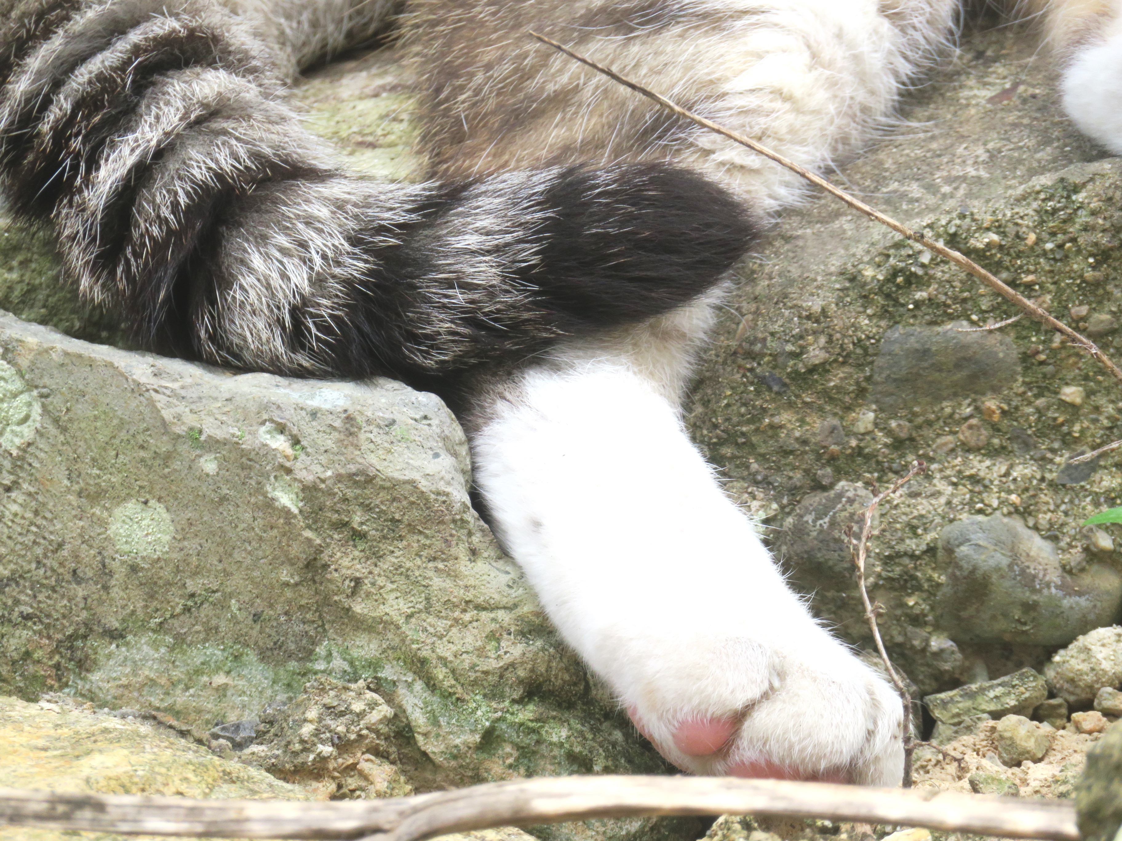 ねこ、風太 巡回