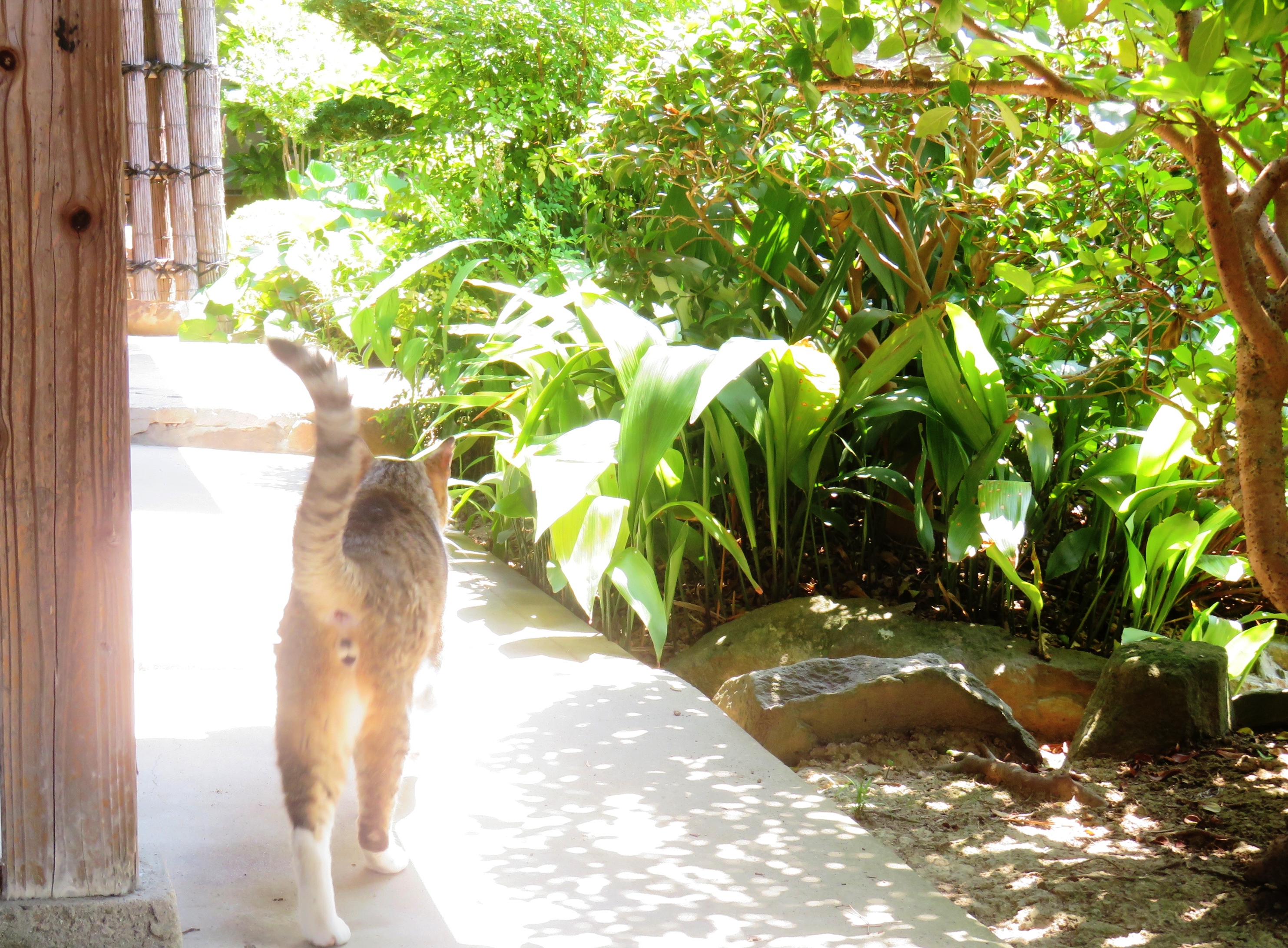 ねこ、風太 巡回