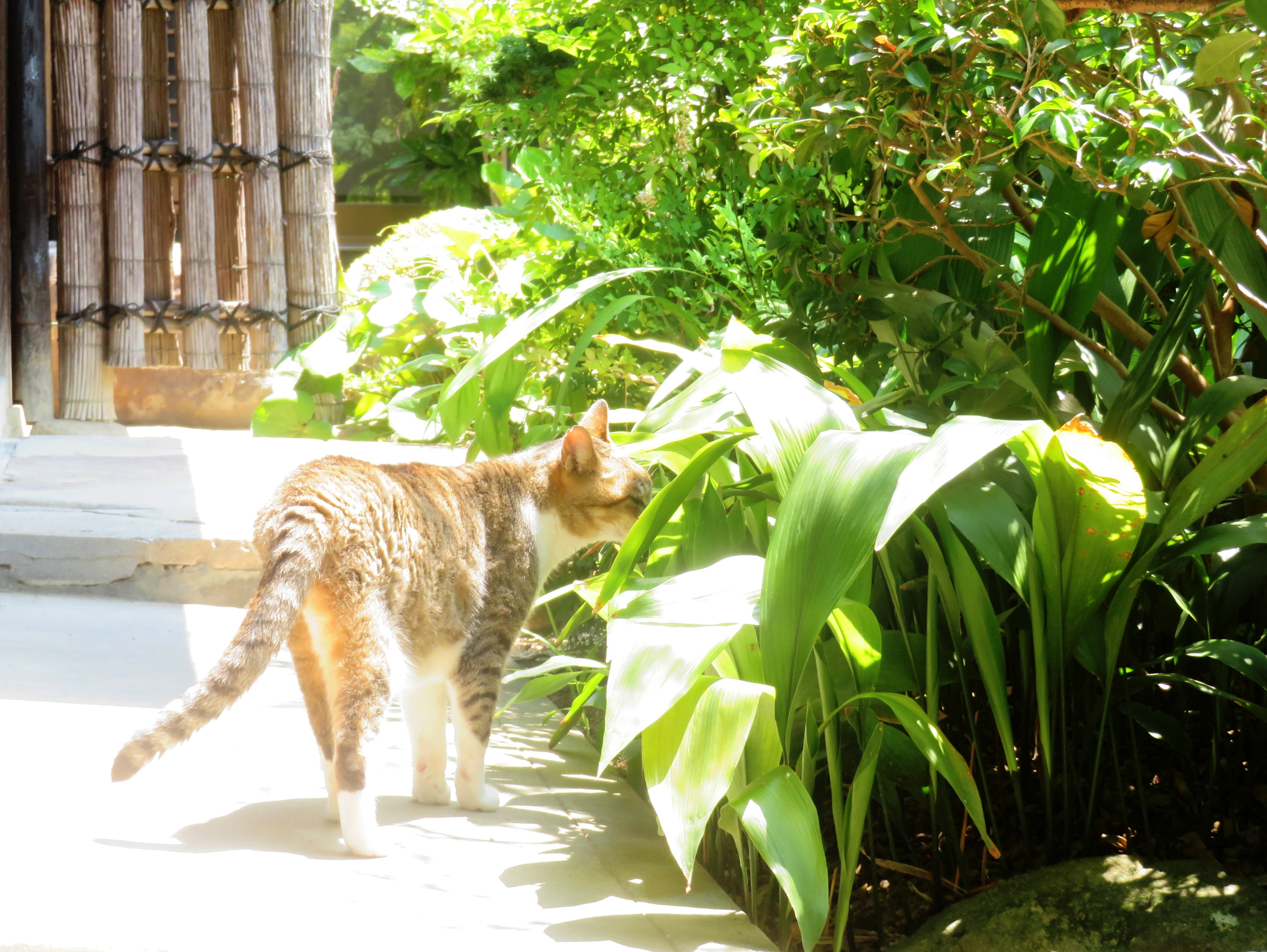 ねこ、風太 巡回