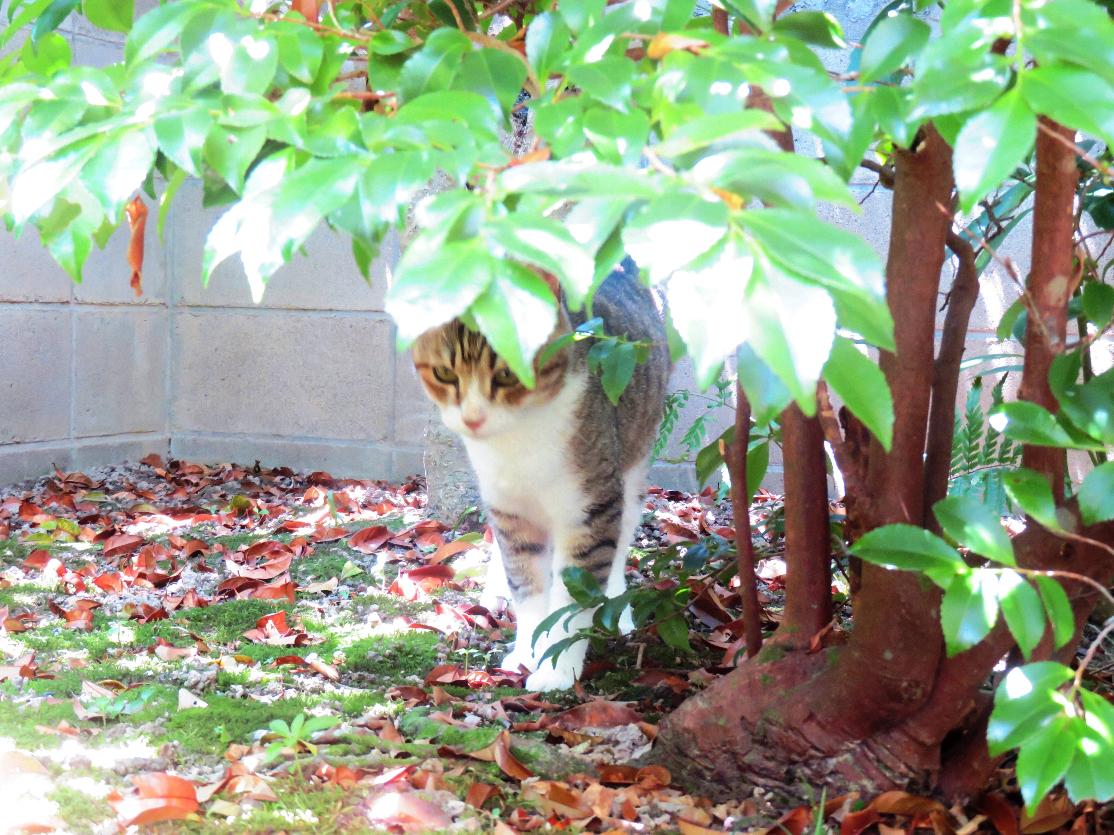 ねこ、風太 マーキング