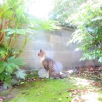 ねこ、風太　マーキング