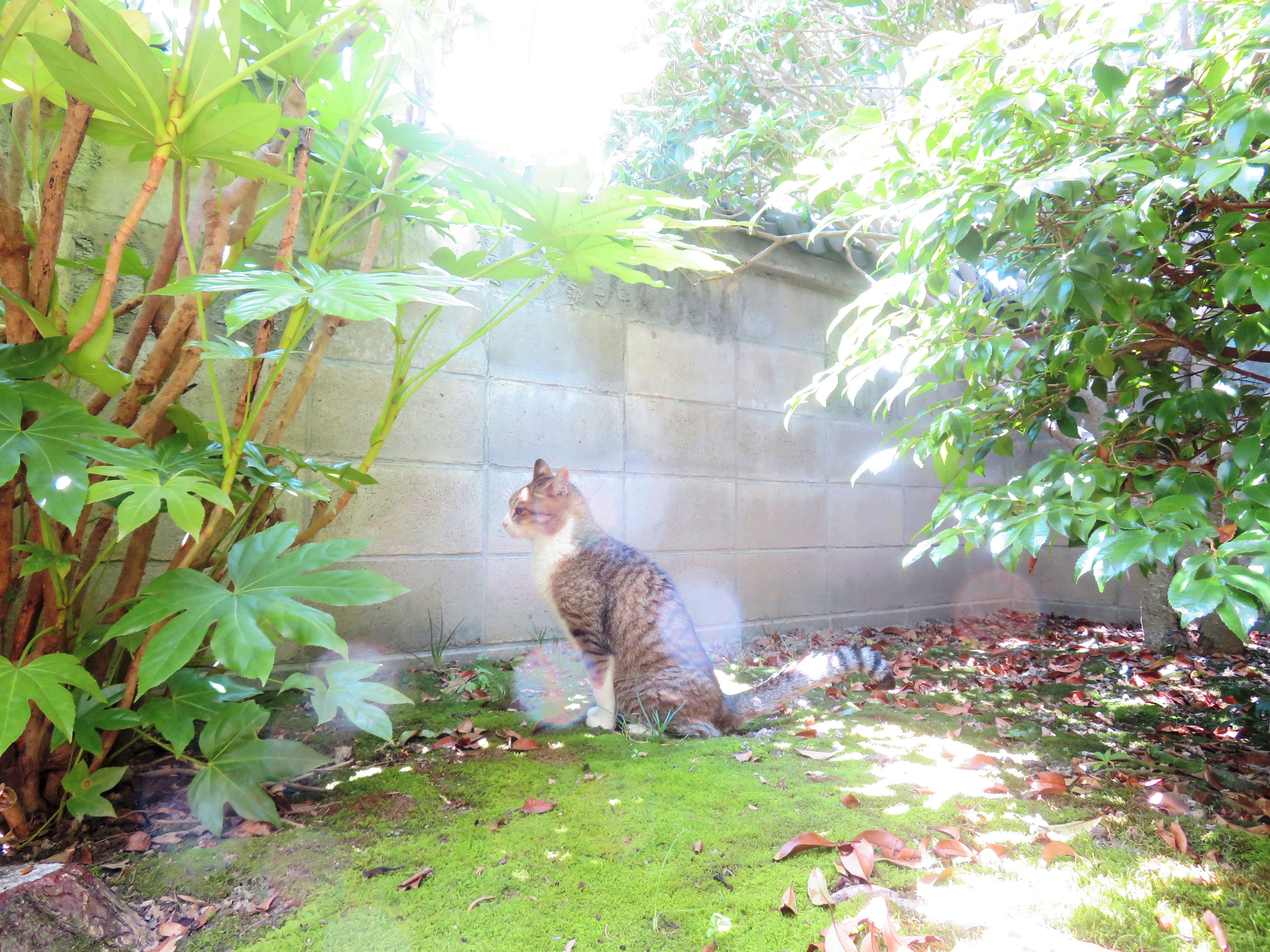 ねこ、風太 マーキング