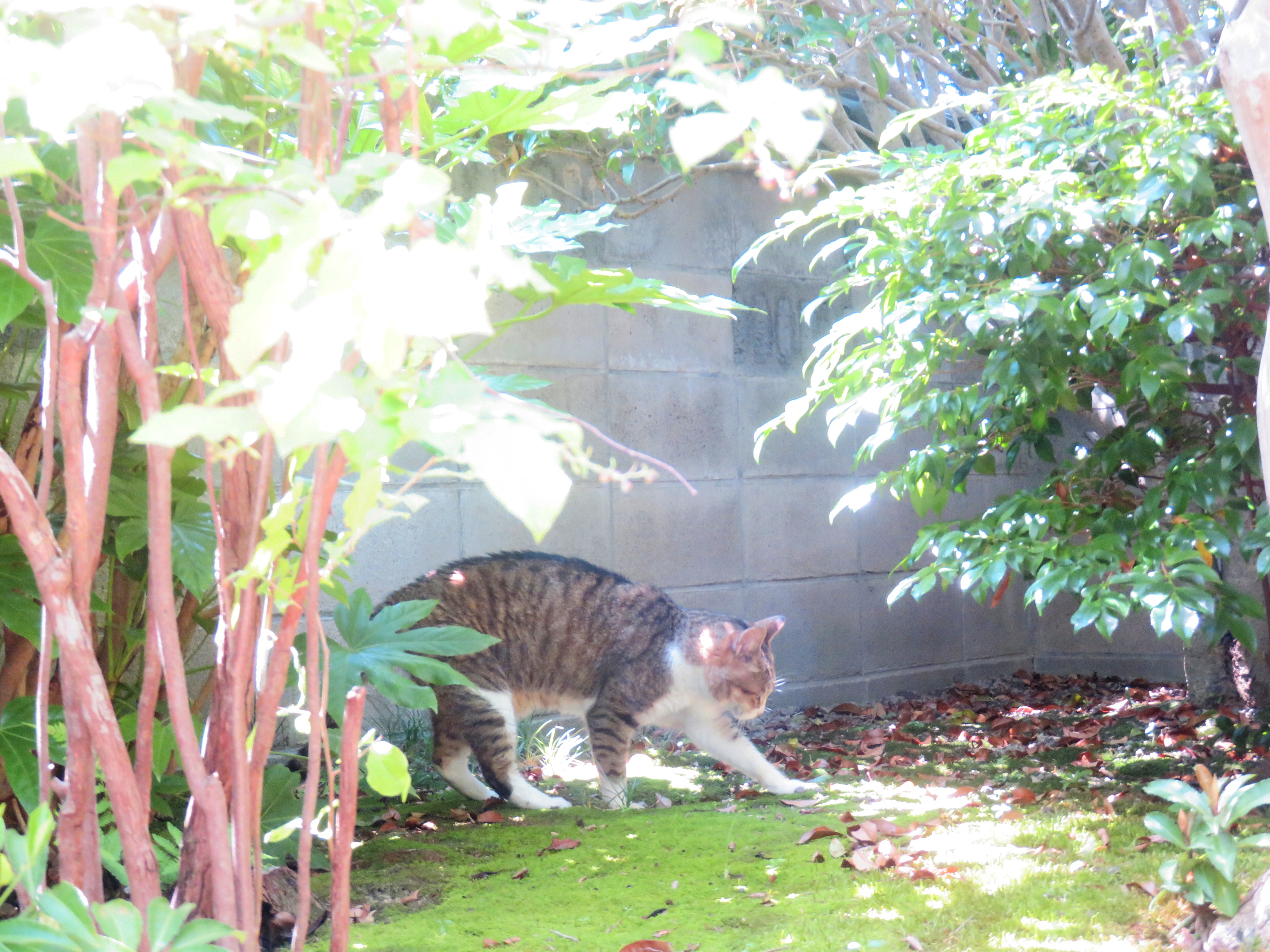 ねこ、風太 マーキング