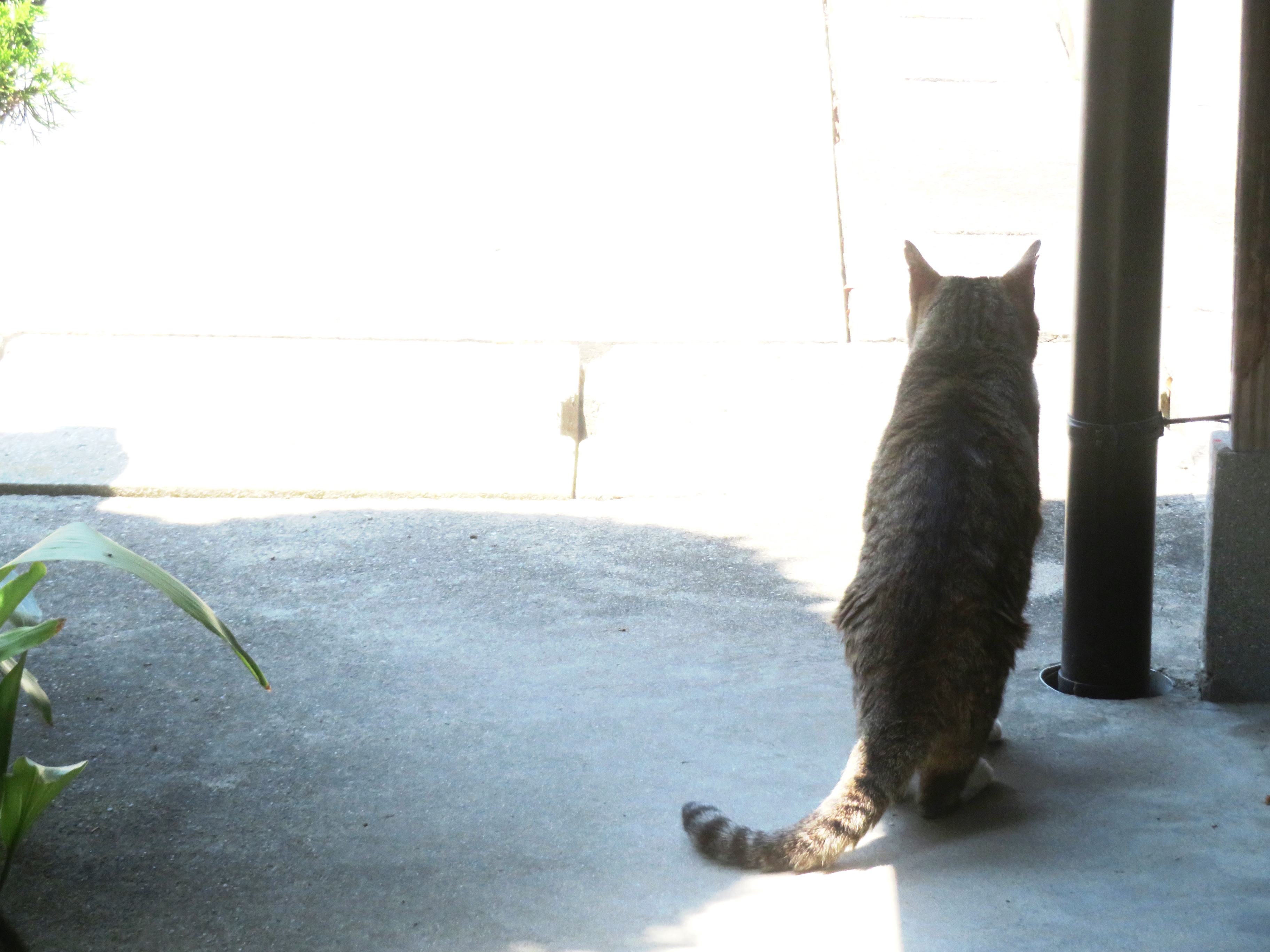 ねこ、風太　巡回