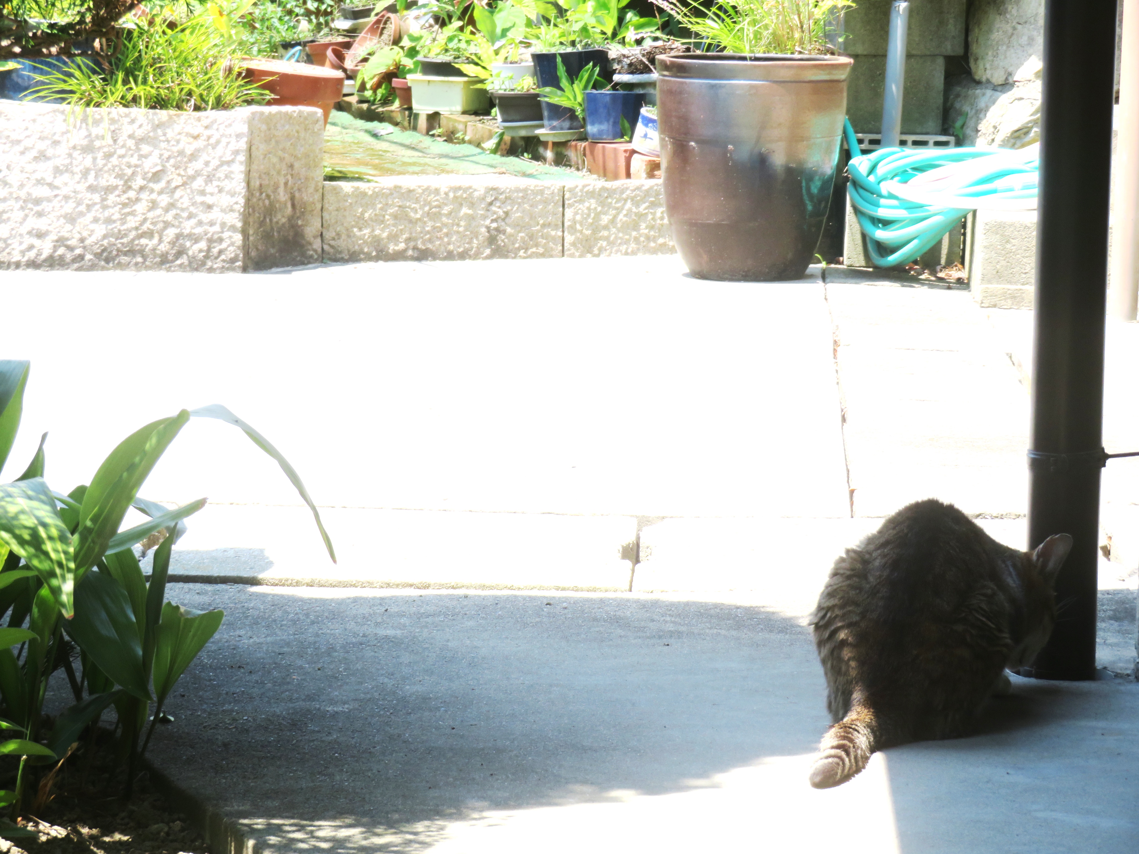 ねこ、風太　巡回