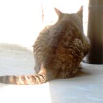 ねこ、風太　巡回