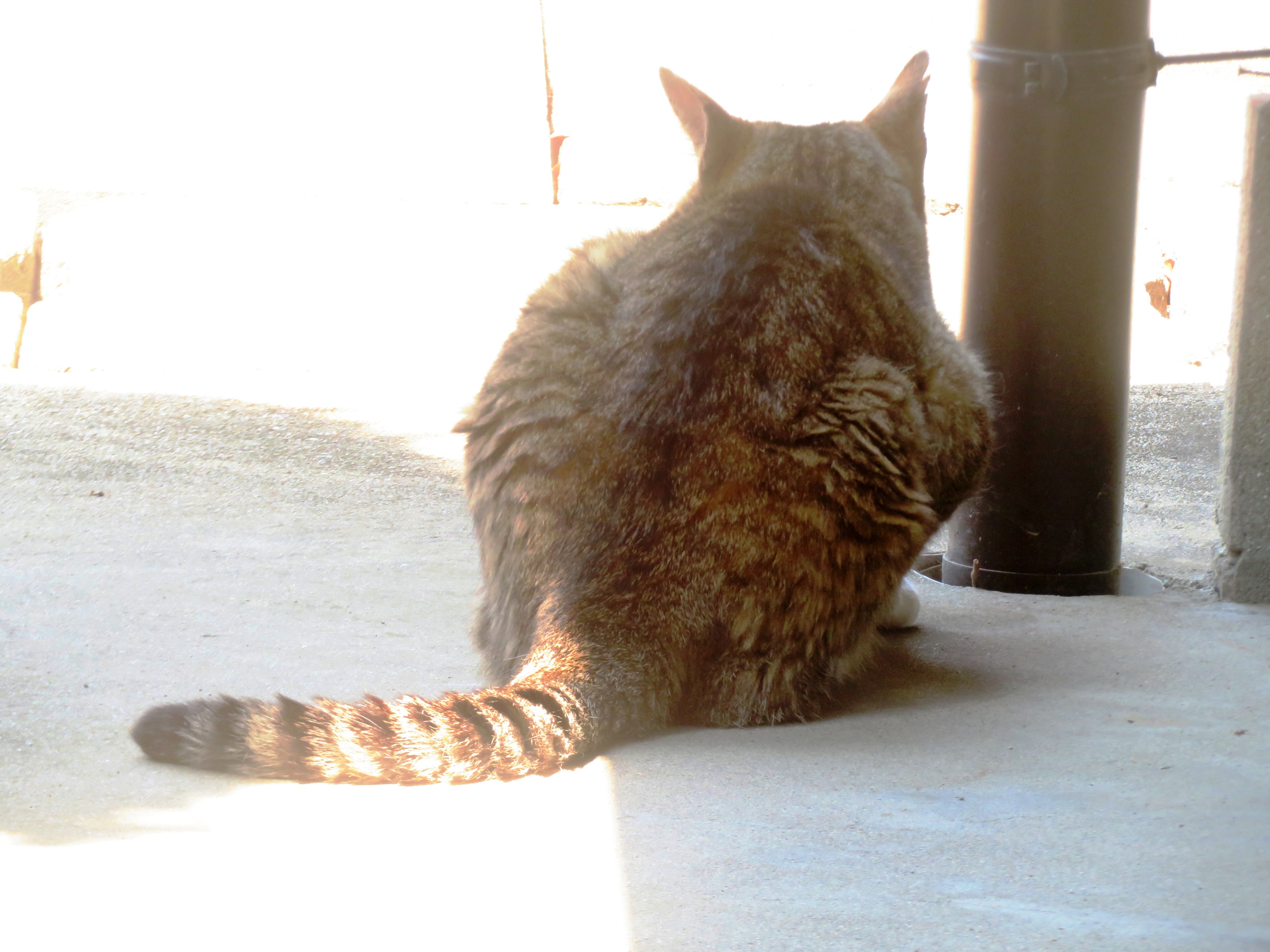 ねこ、風太　巡回