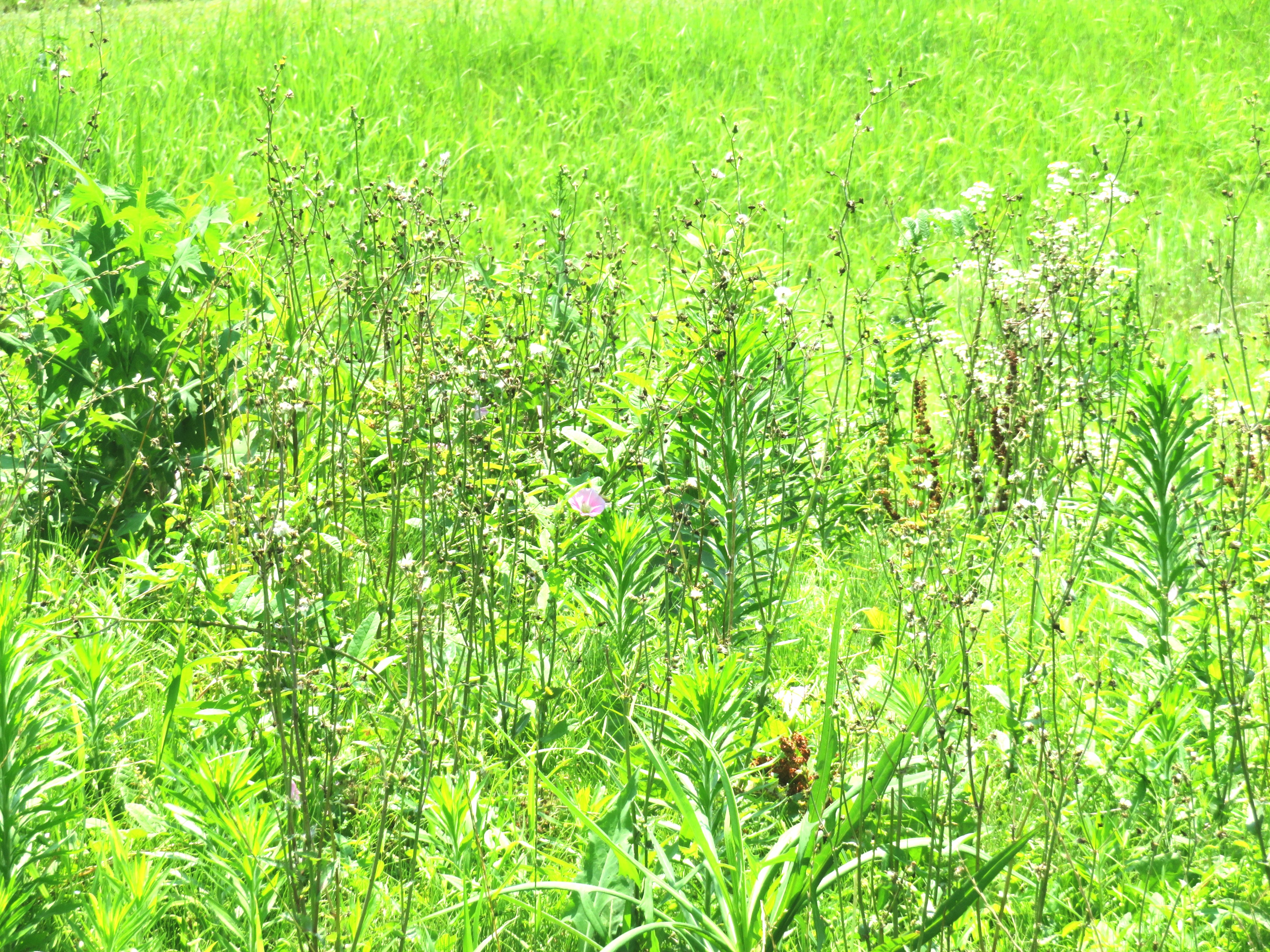 晩夏の草叢 昼顔