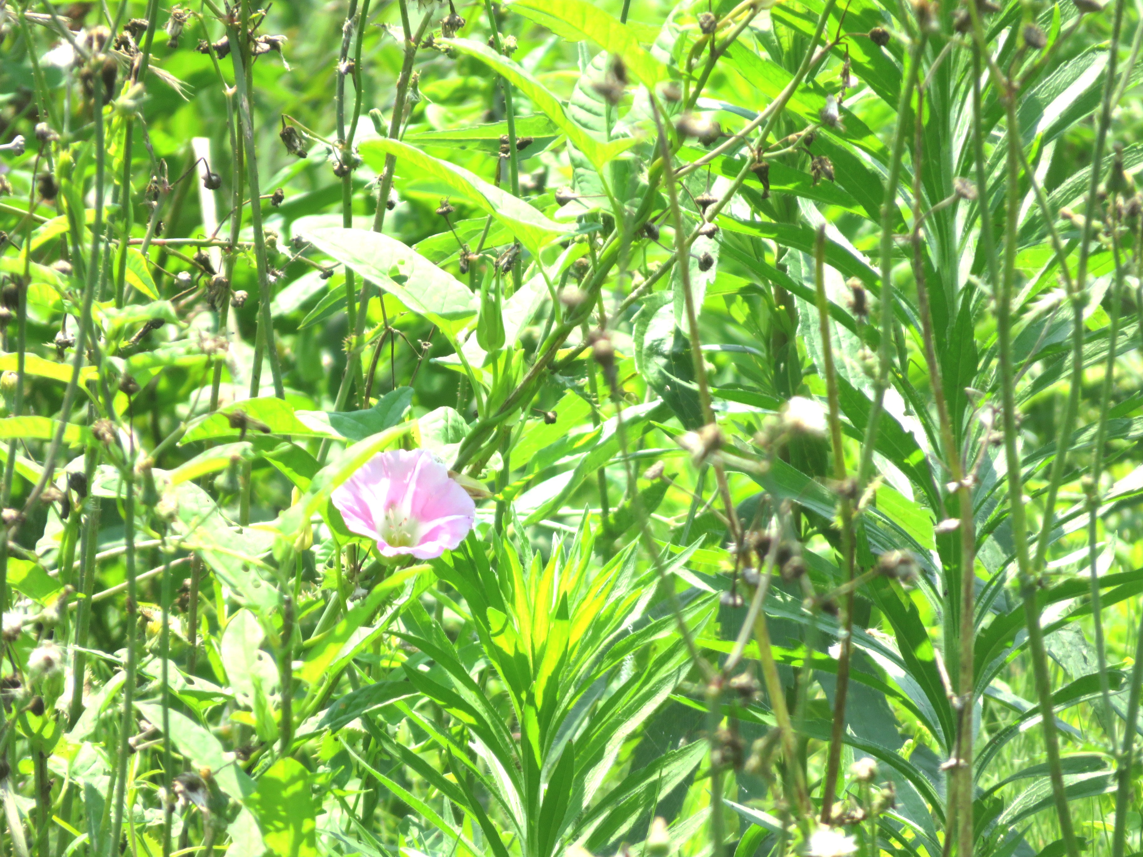 晩夏の草叢 昼顔