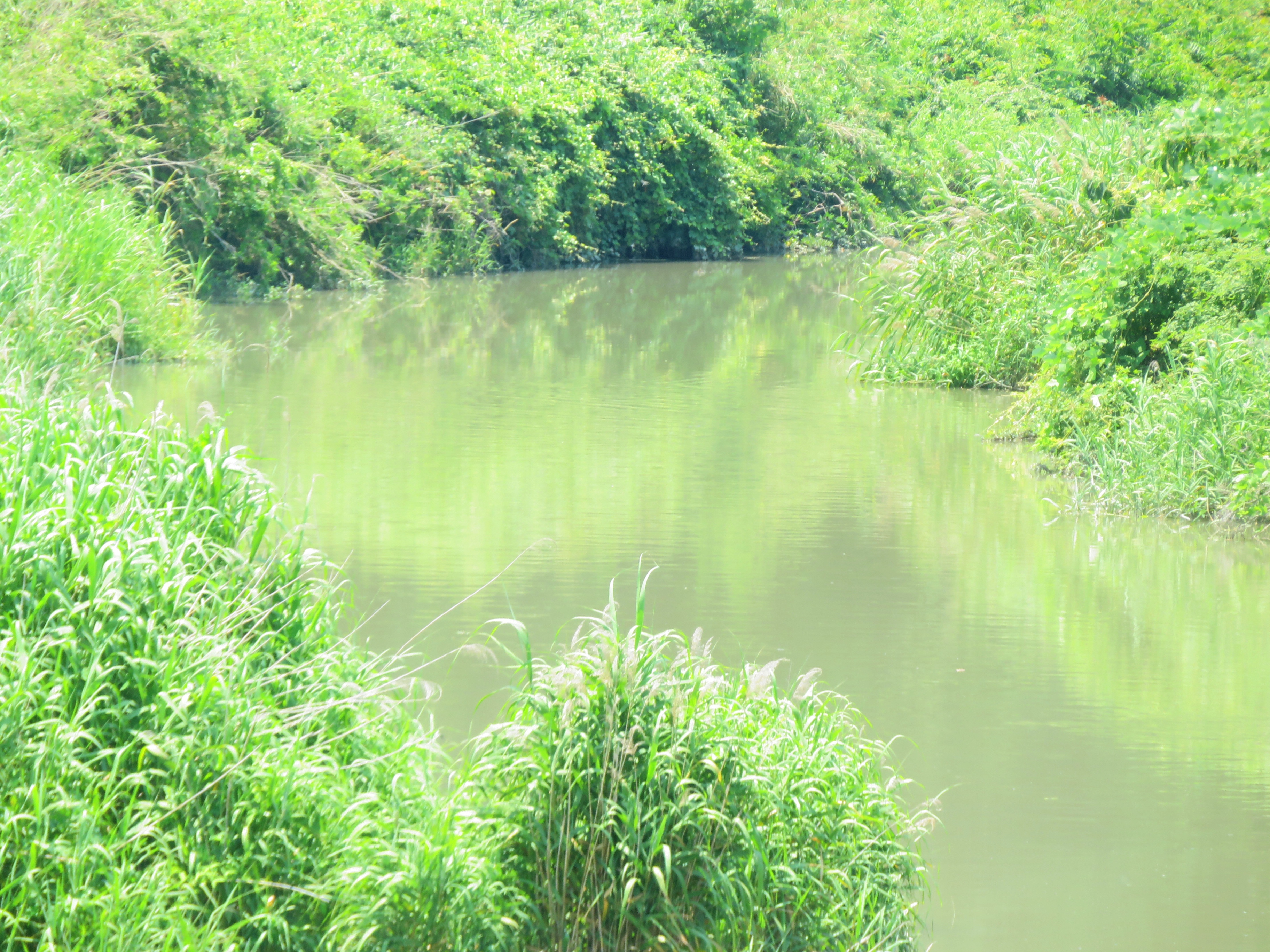 仲夏の川辺