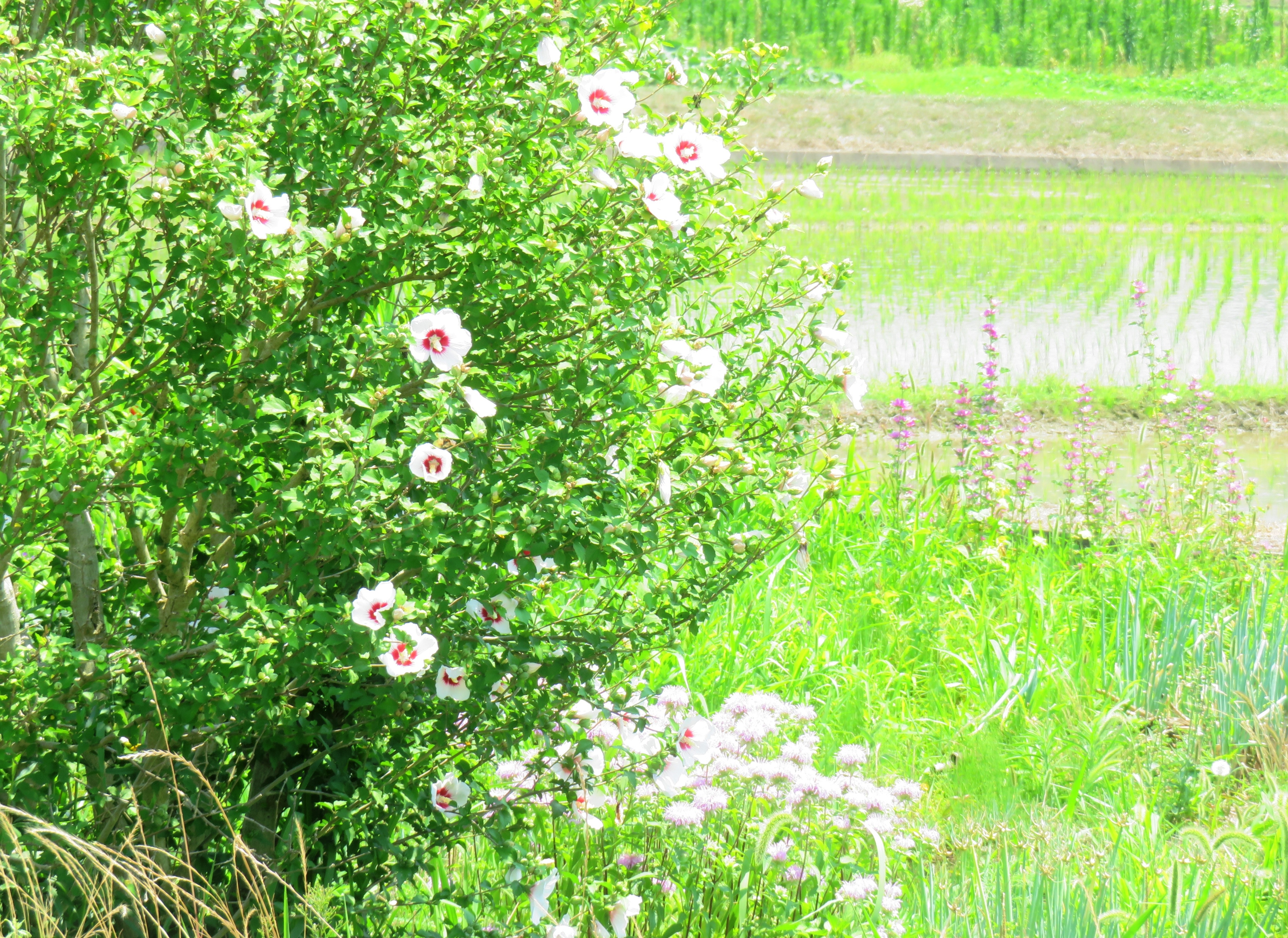 木槿の花