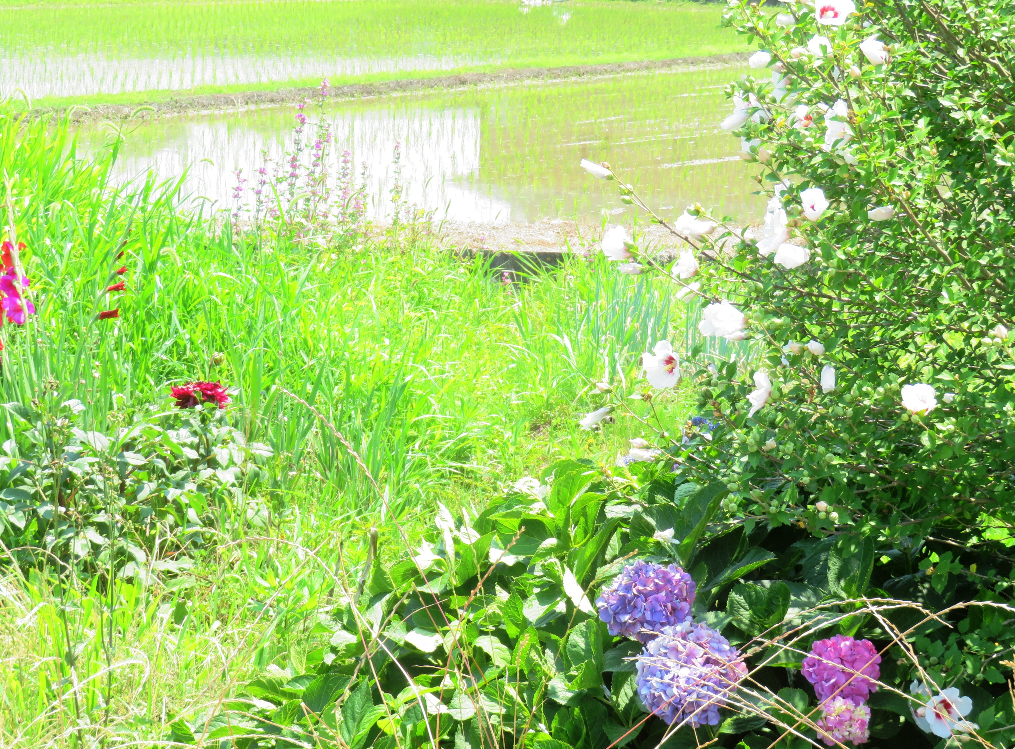 木槿の花と紫陽花