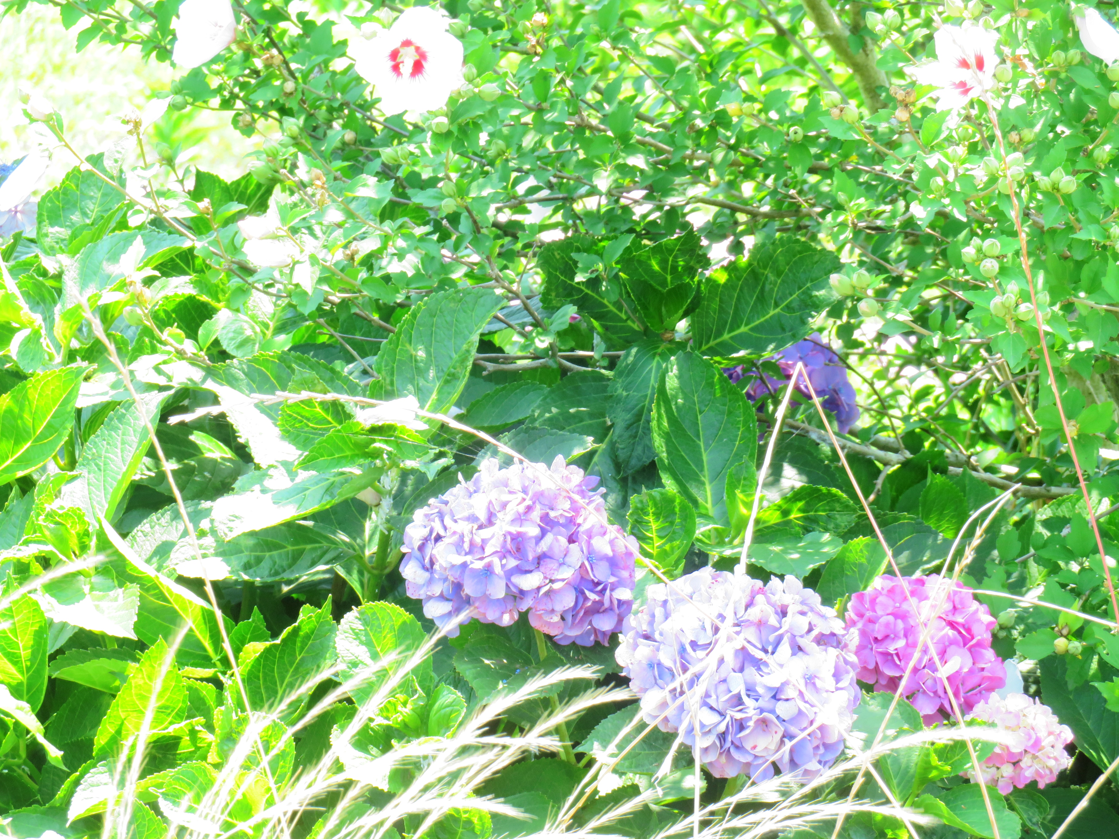 木槿の花と紫陽花