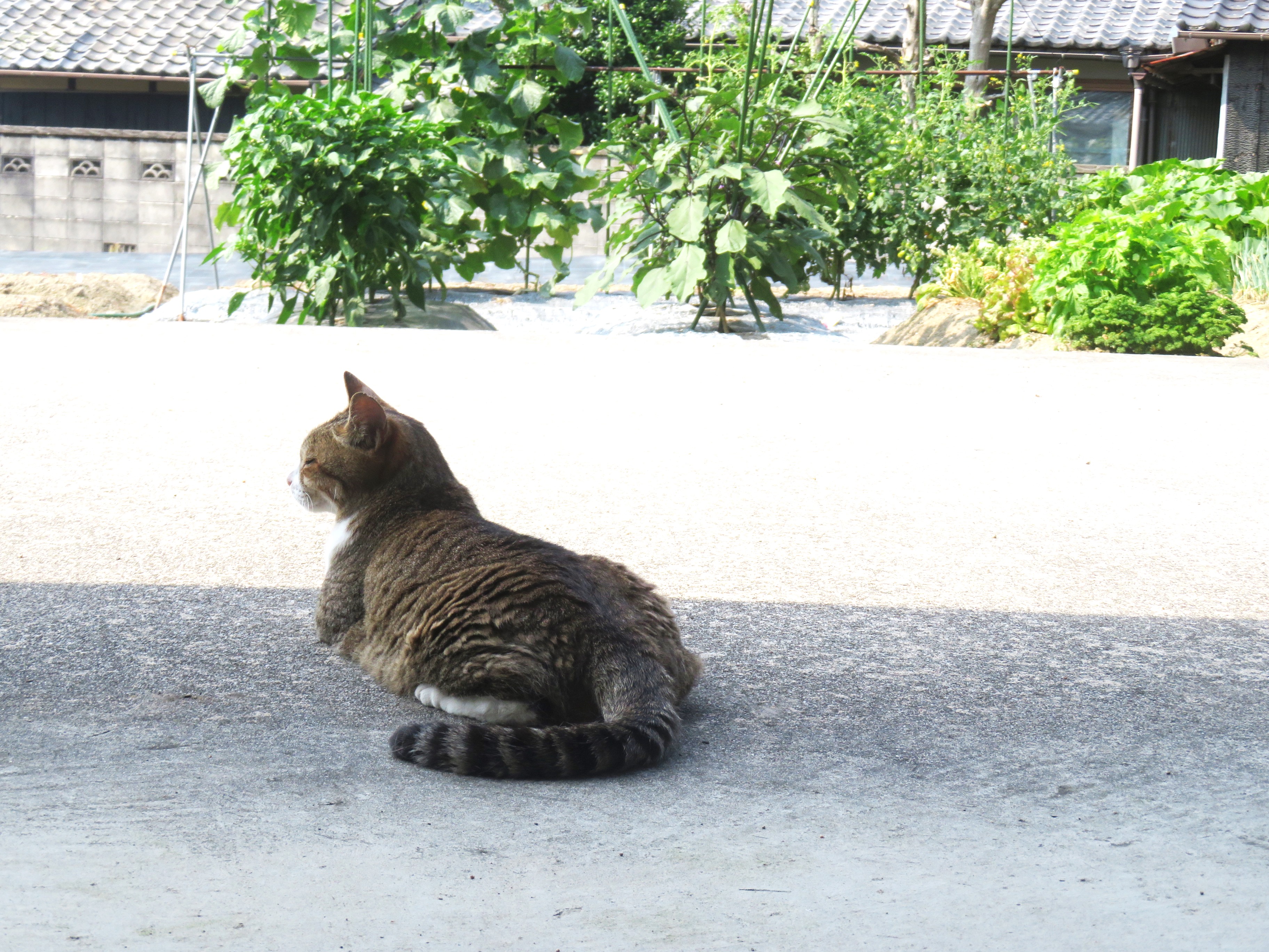 ねこ、風太 巡回
