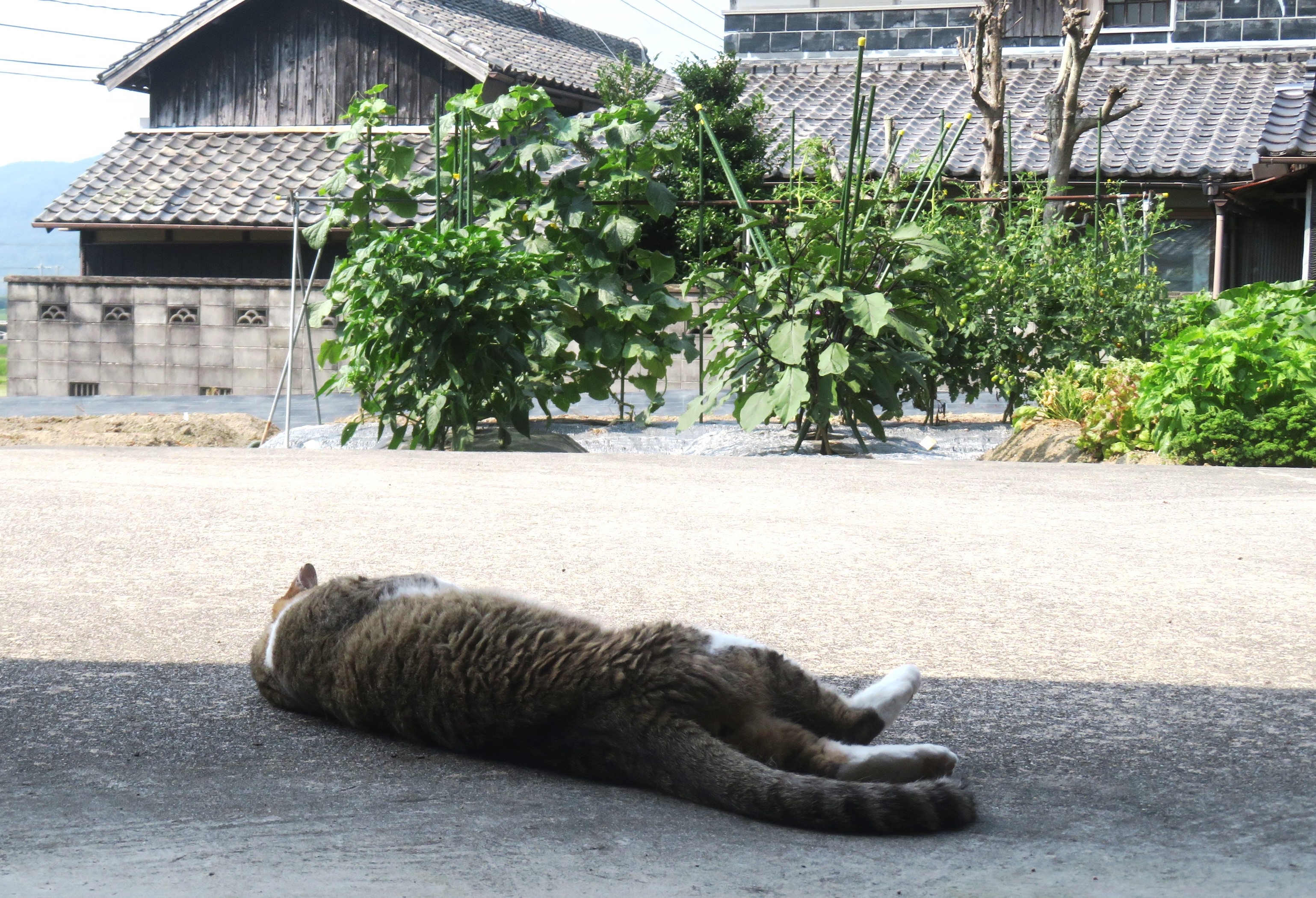 ねこ、風太 巡回
